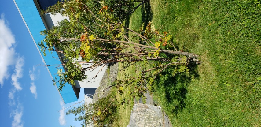 Sorbus americana plantplacesimage20190901_154650.jpg