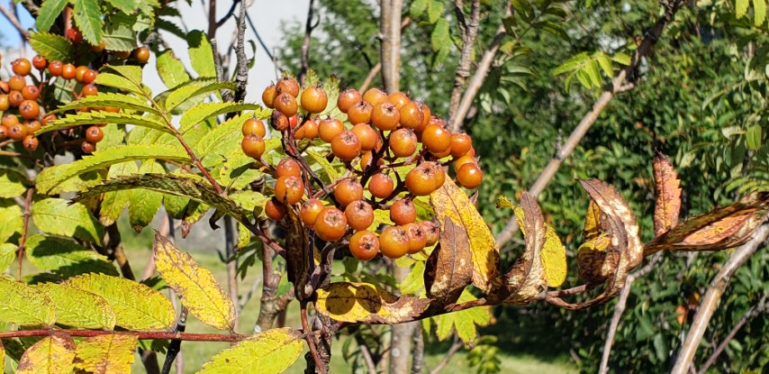 Sorbus americana plantplacesimage20190901_154700.jpg