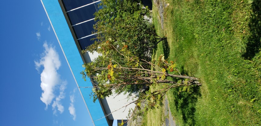 Sorbus americana plantplacesimage20190901_154710.jpg