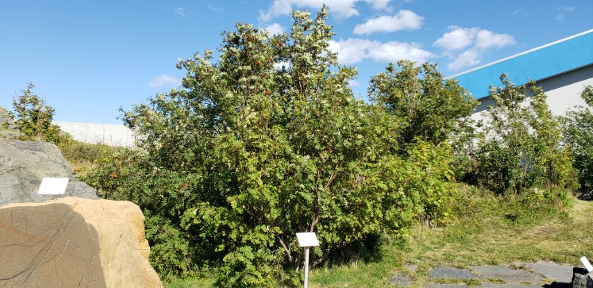 Sorbus americana plantplacesimage20190901_154806.jpg