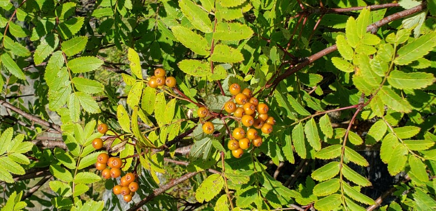 Sorbus americana plantplacesimage20190901_154837.jpg