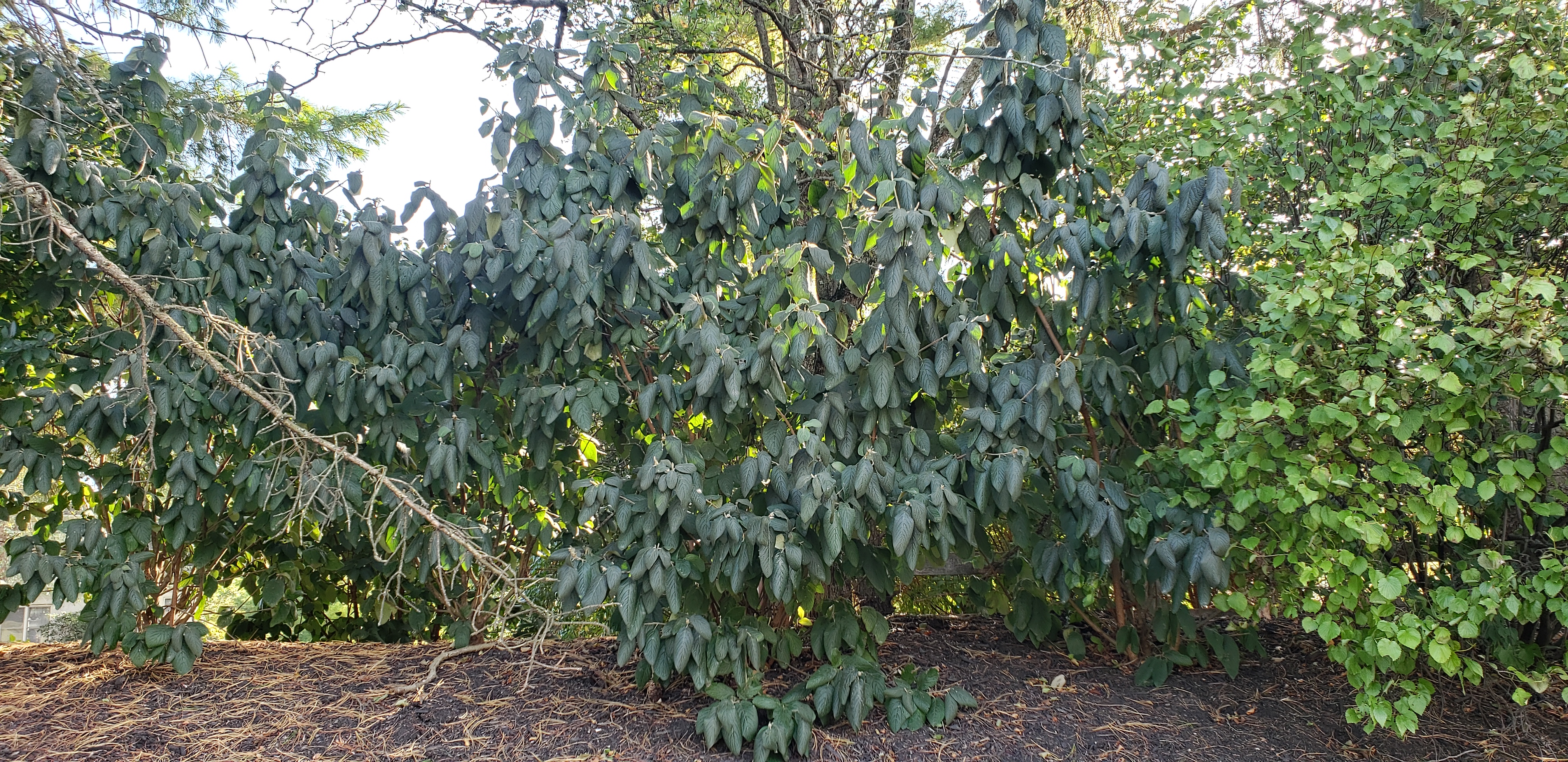 Viburnum x rhytidophyllum plantplacesimage20190927_170134.jpg