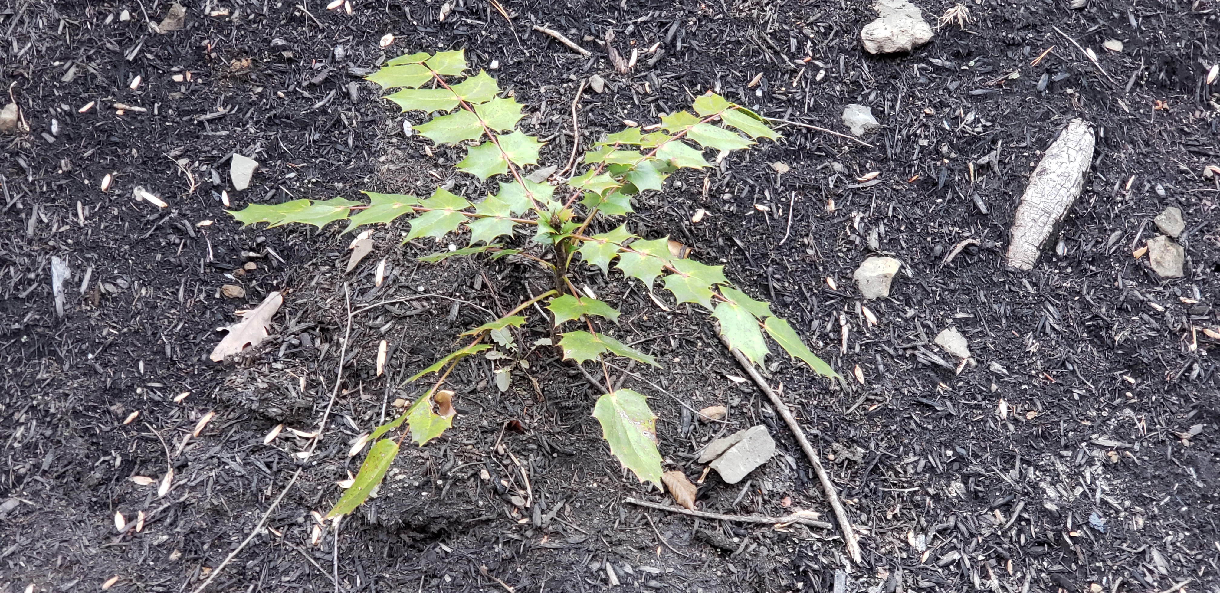 Mahonia aquifolium plantplacesimage20191129_162722.jpg
