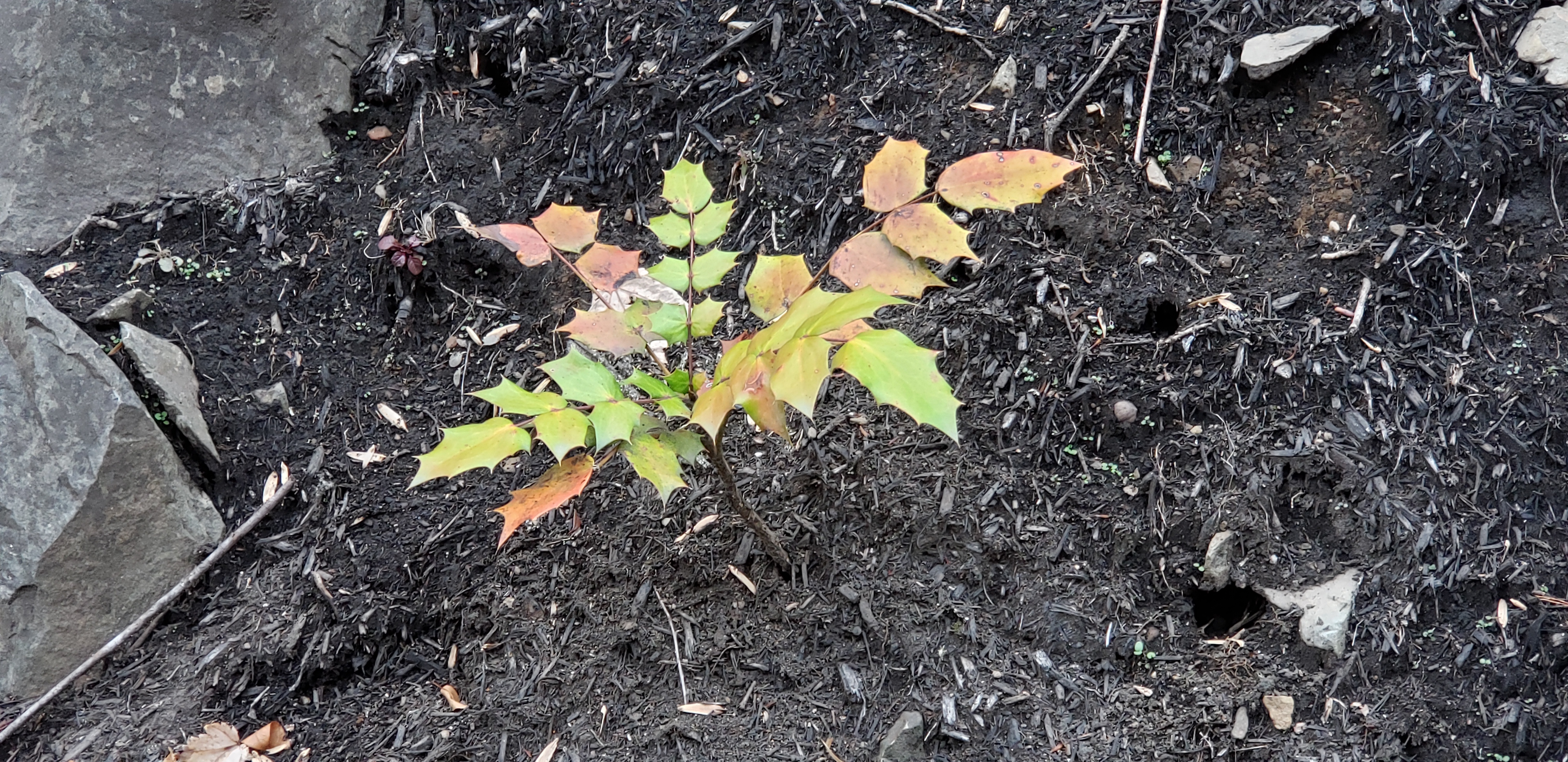 Mahonia aquifolium plantplacesimage20191129_162739.jpg