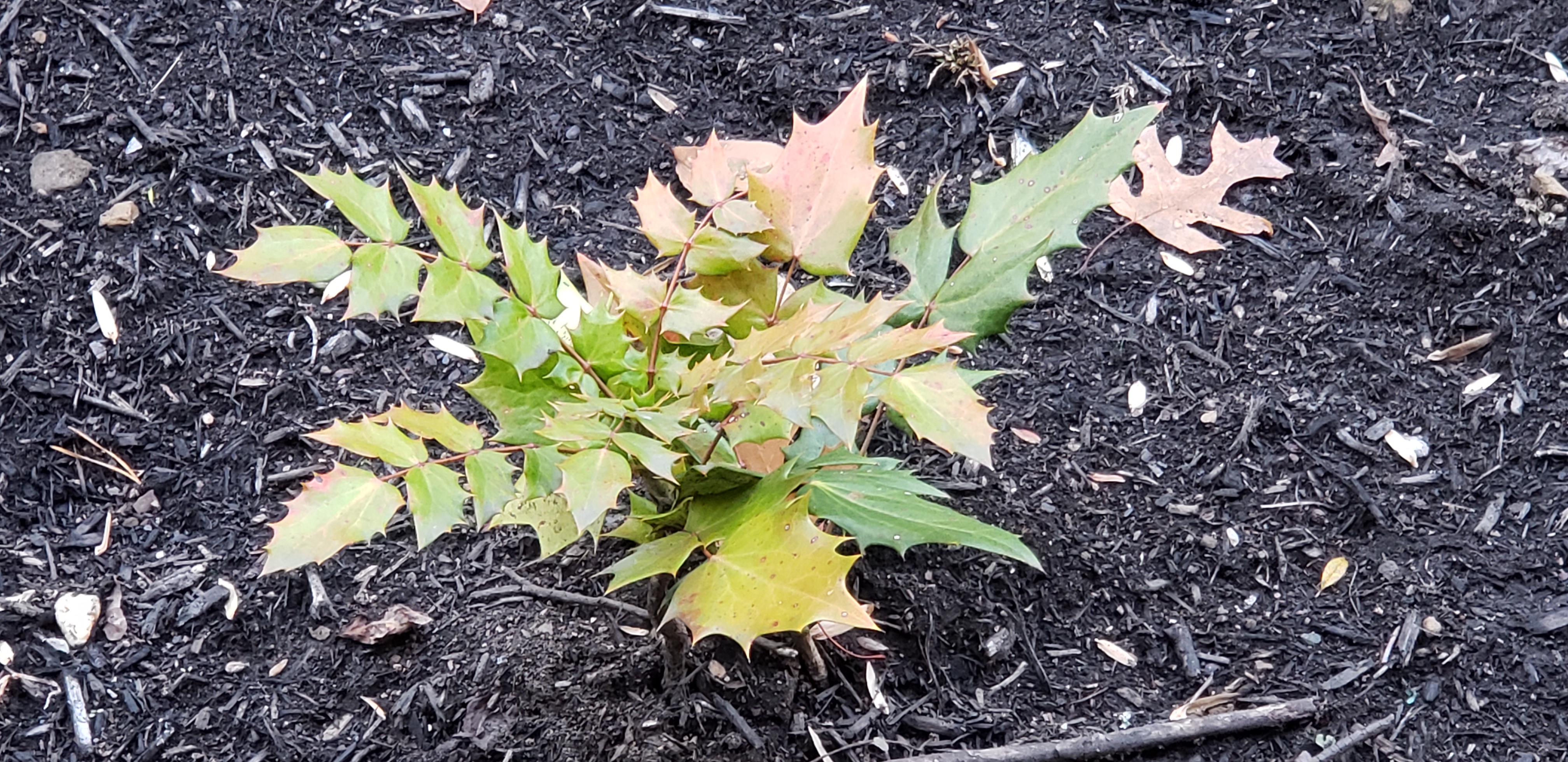 Mahonia aquifolium plantplacesimage20191129_162757.jpg