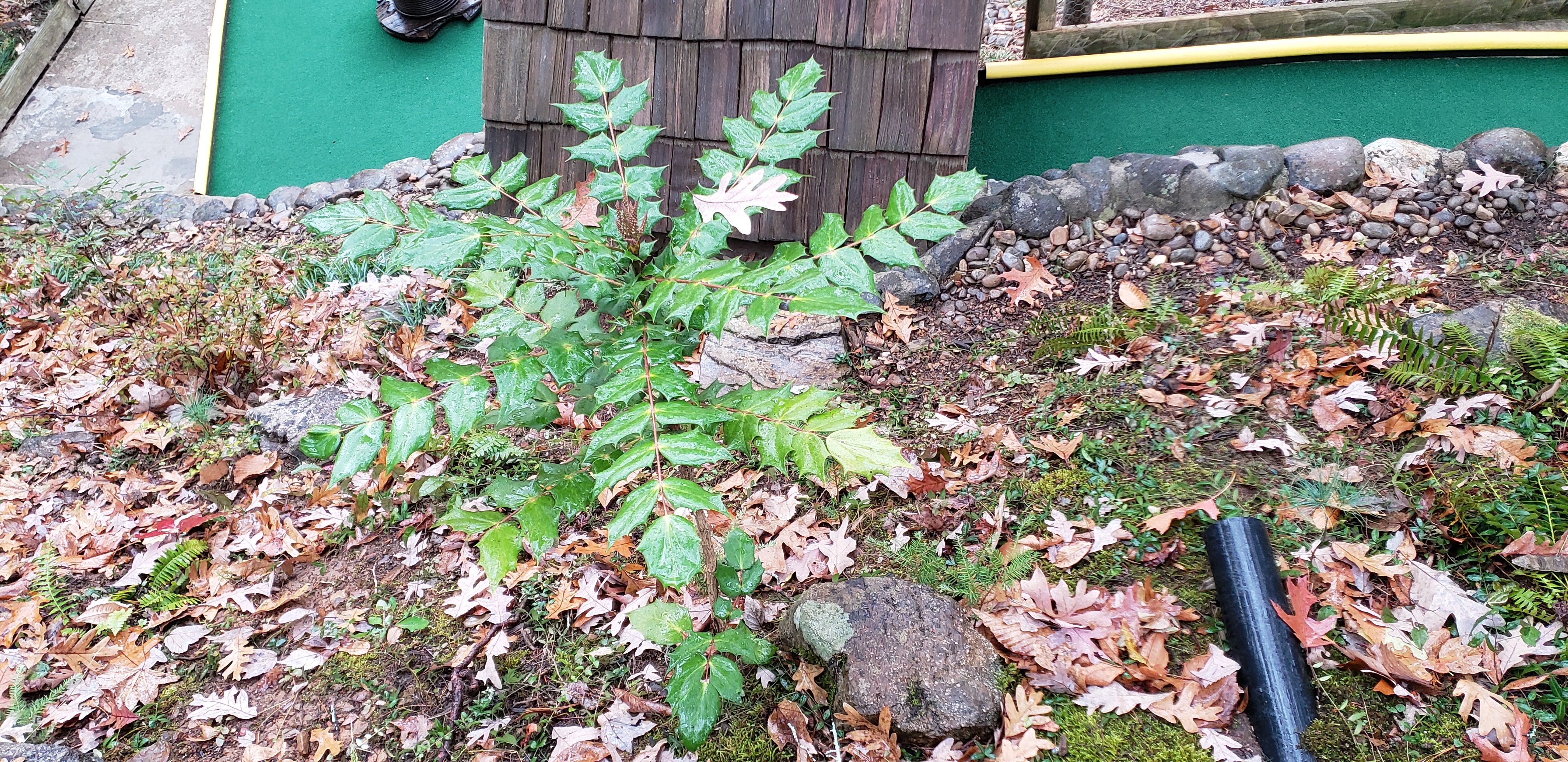 Mahonia aquifolium plantplacesimage20191130_103655.jpg