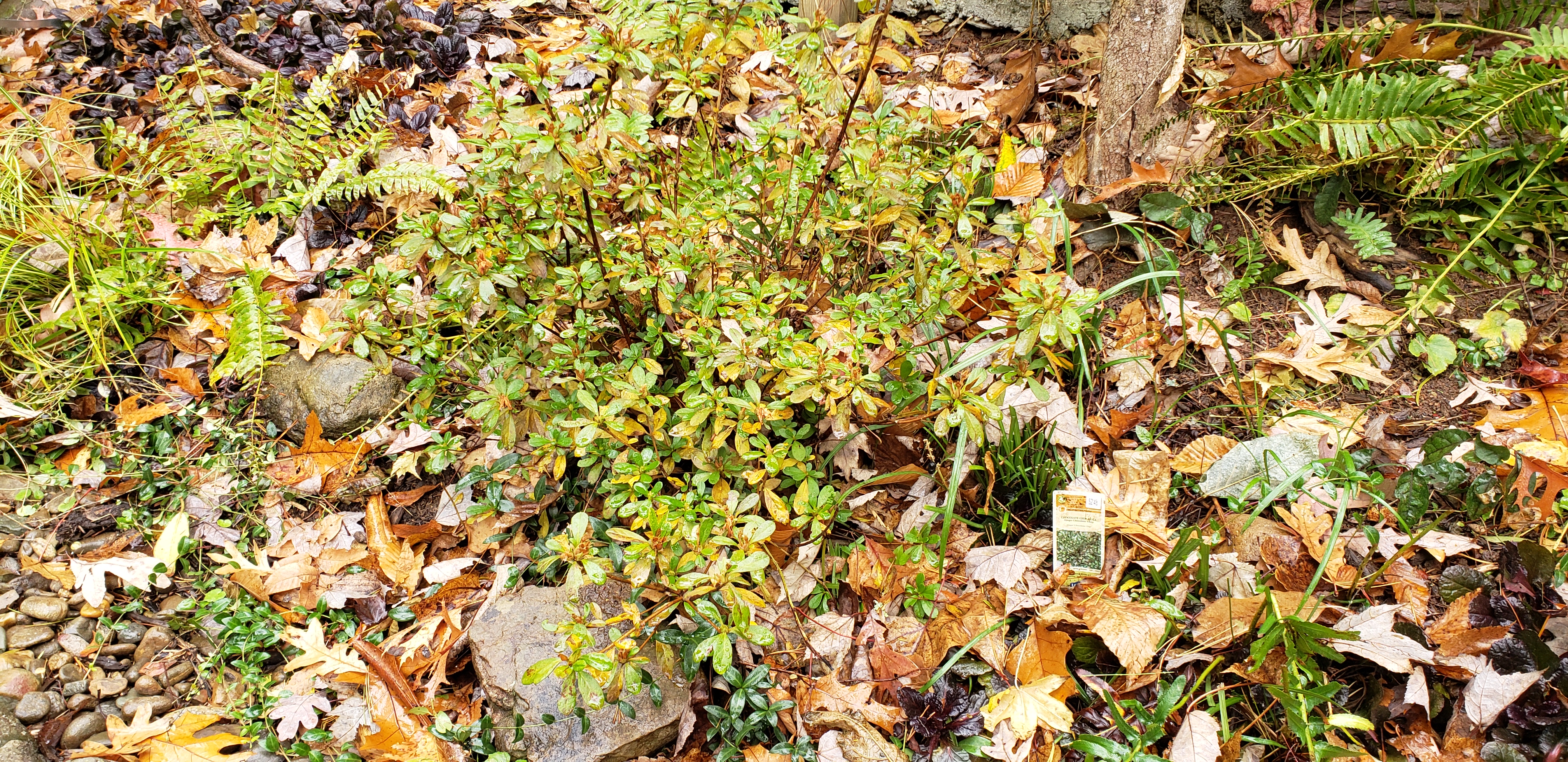 Ajuga spp plantplacesimage20191130_110253.jpg