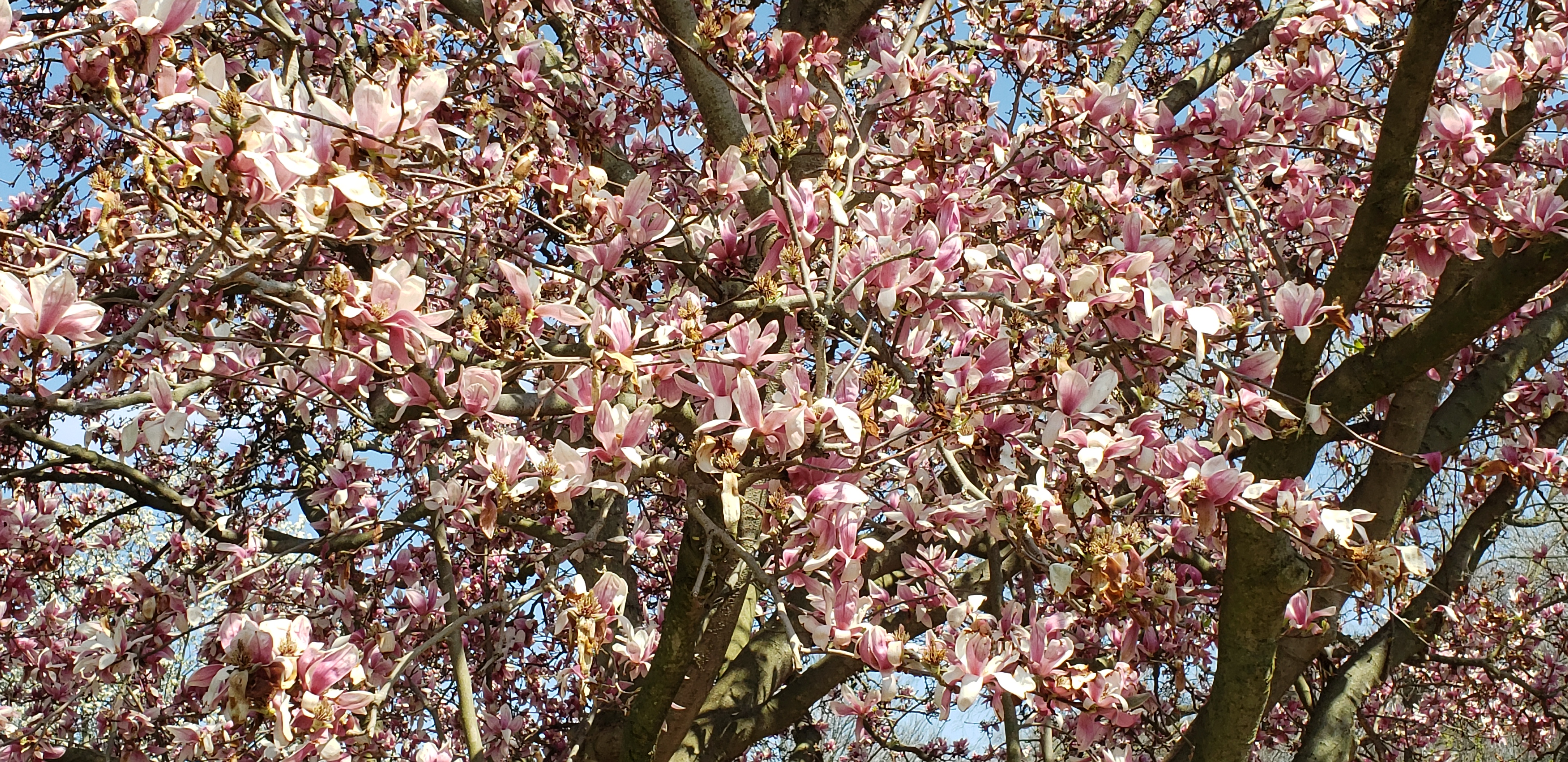 Magnolia x soulangeana plantplacesimage20200404_153043.jpg