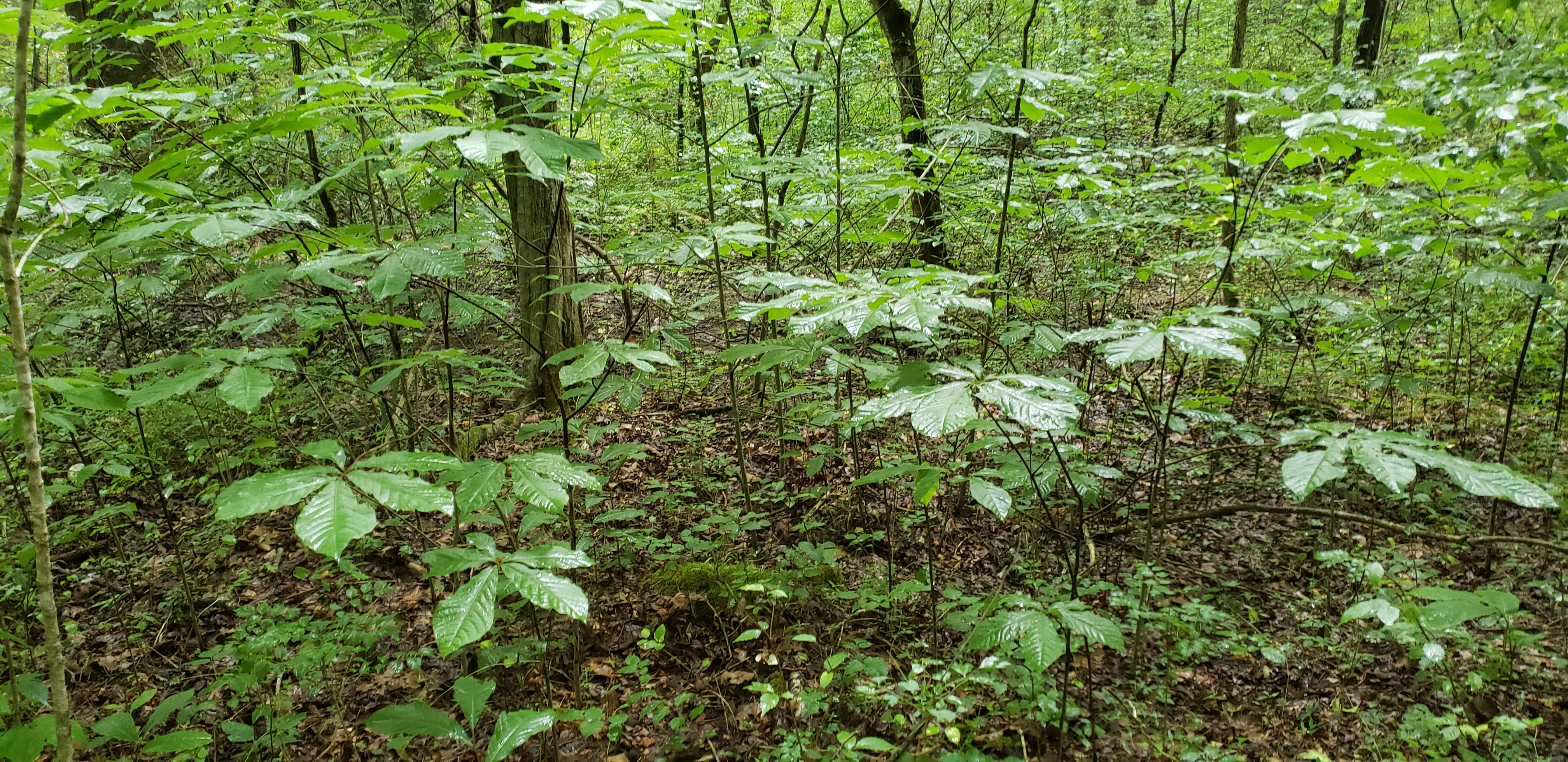 Asimina triloba plantplacesimage20200723_165828.jpg