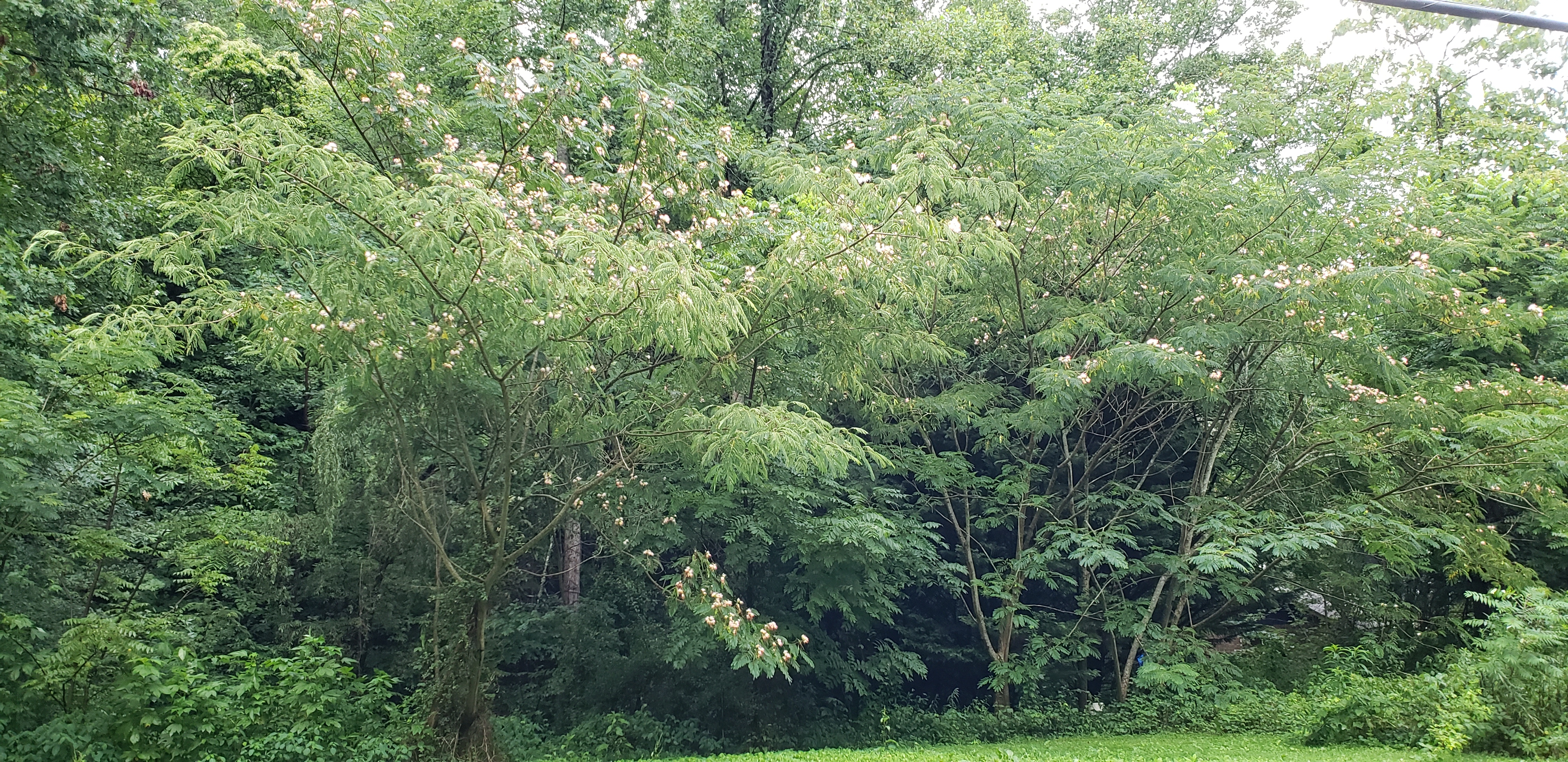 Albizia julibrissin plantplacesimage20200723_201559.jpg