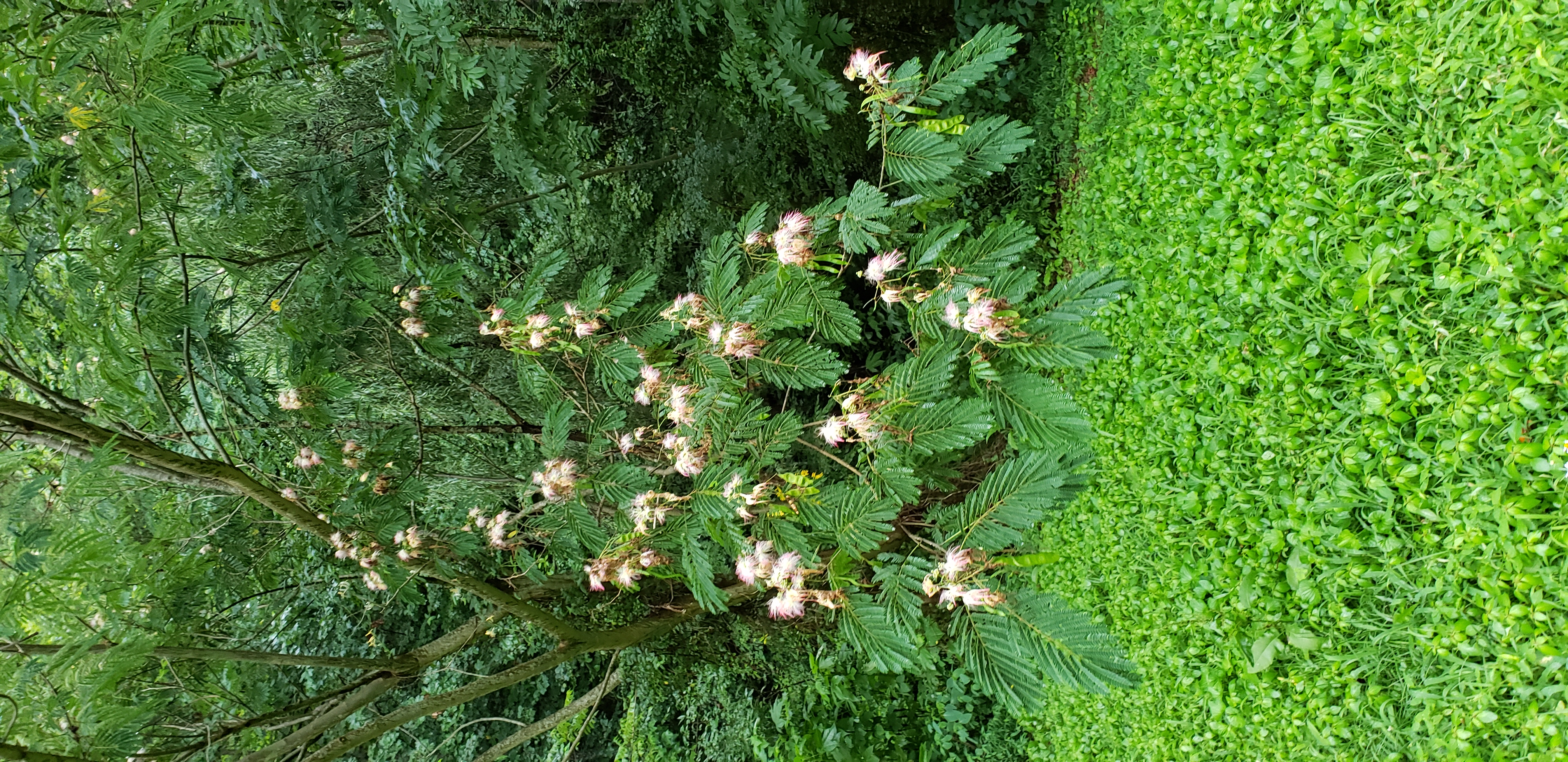 Albizia julibrissin plantplacesimage20200723_201625.jpg