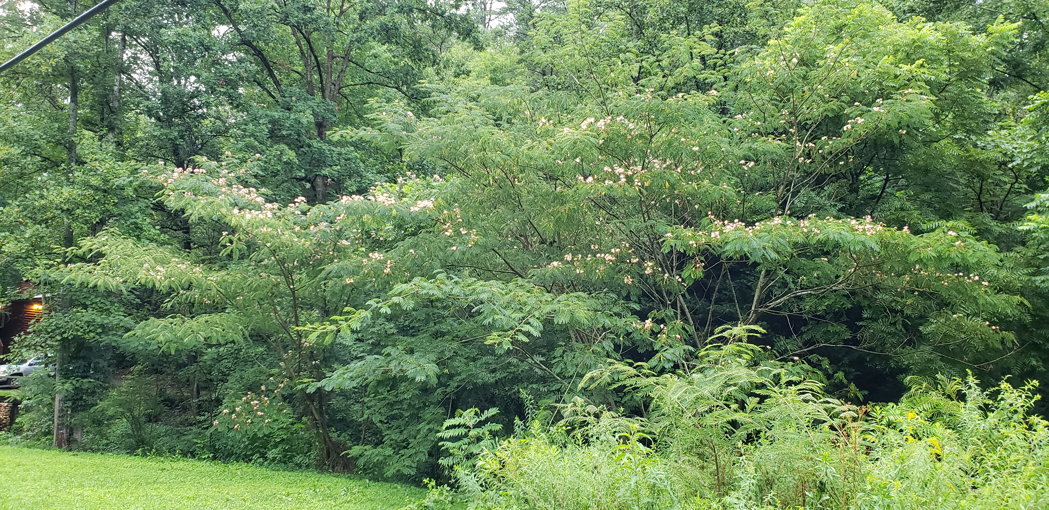 Albizia julibrissin plantplacesimage20200723_201642.jpg