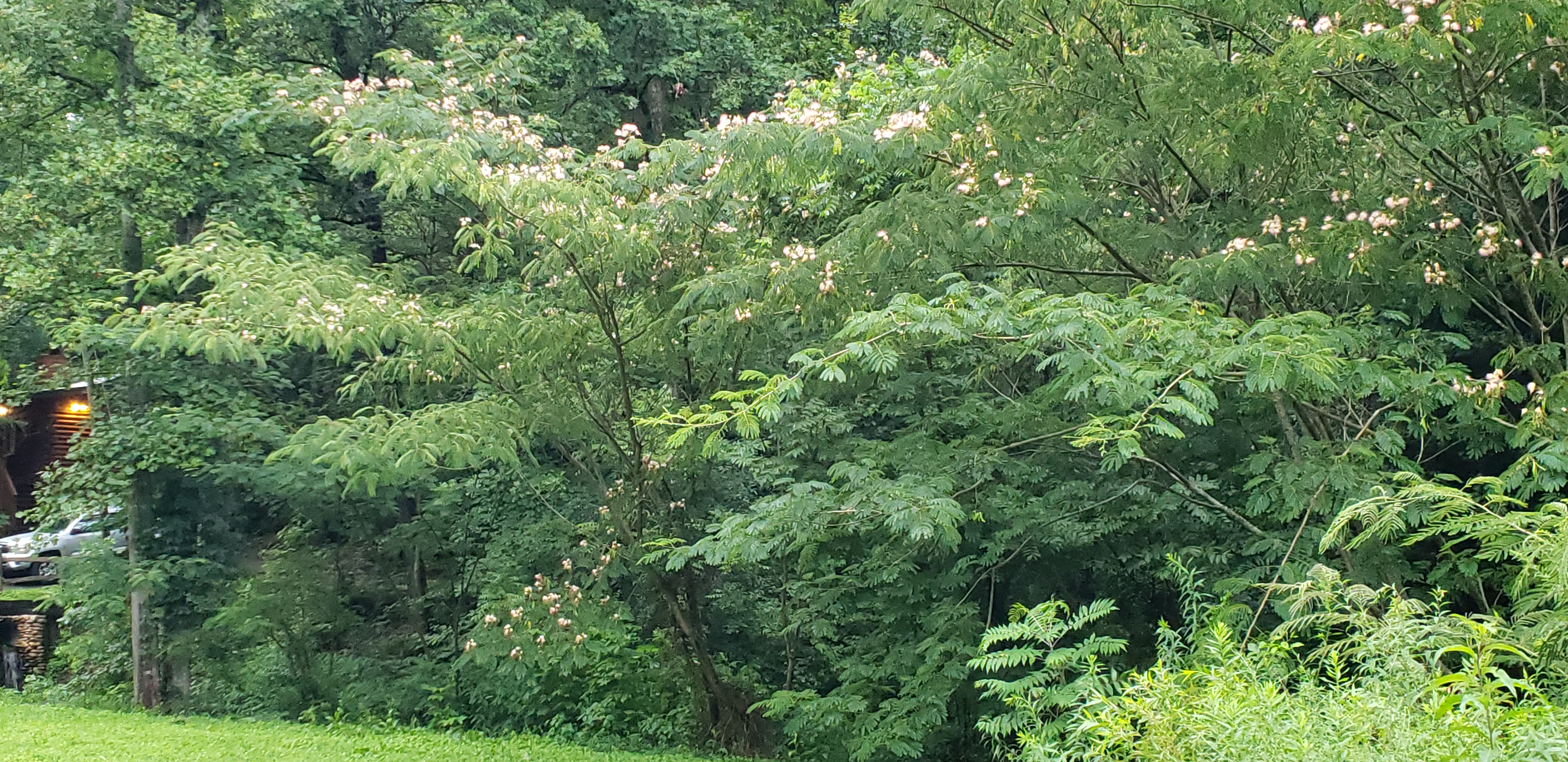 Albizia julibrissin plantplacesimage20200723_201721.jpg