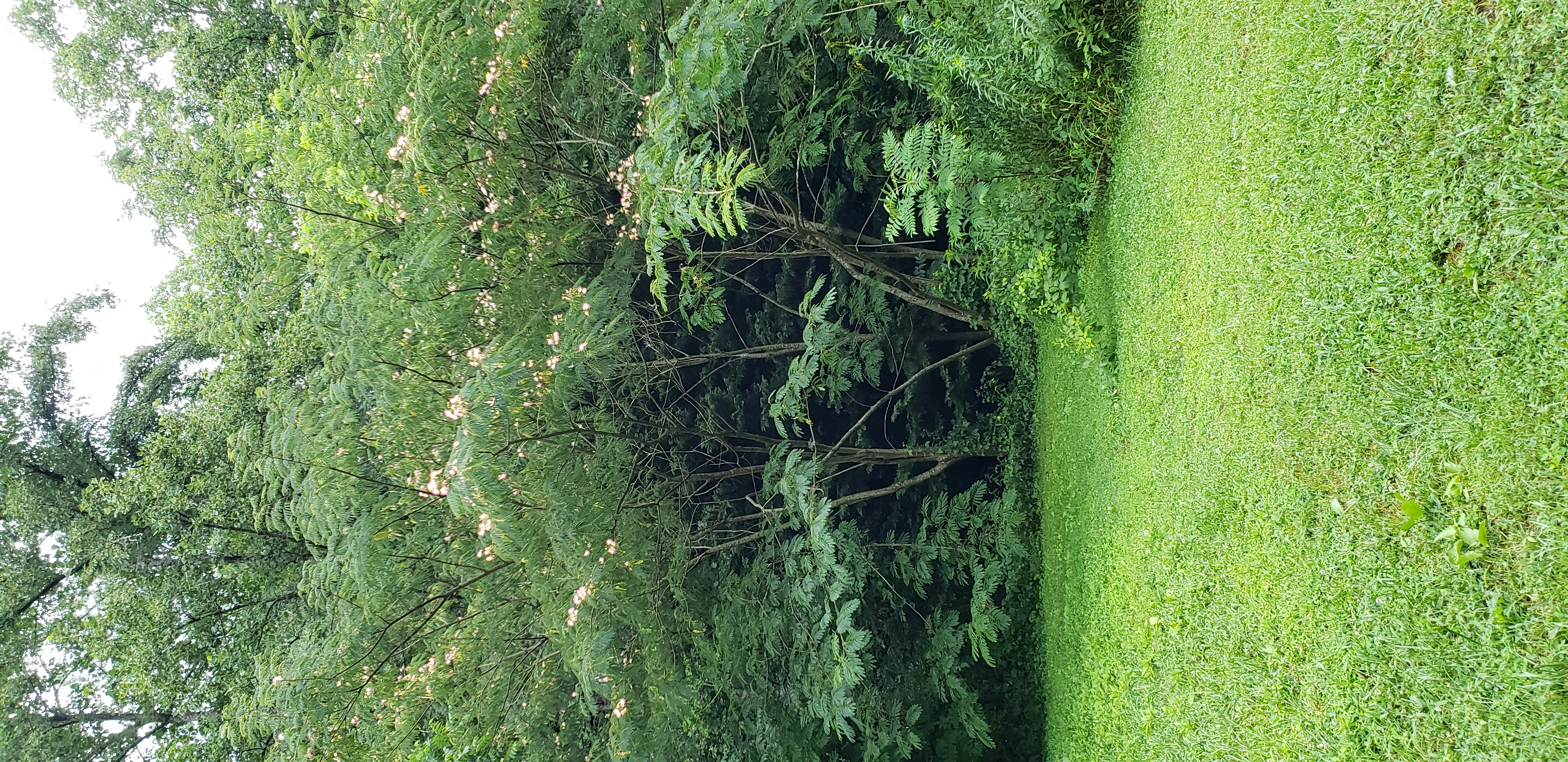 Albizia julibrissin plantplacesimage20200723_201740.jpg