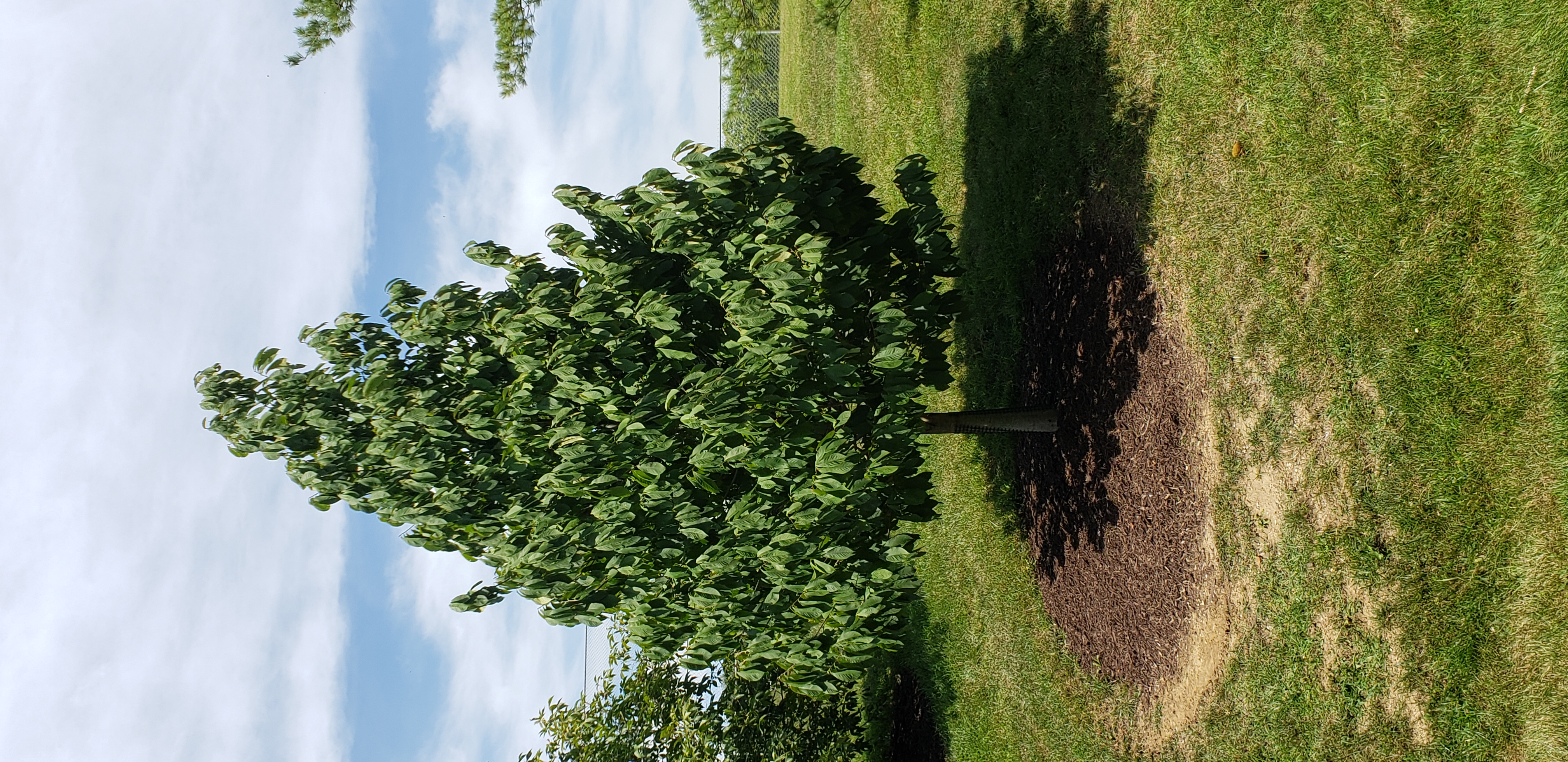 Asimina triloba plantplacesimage20200809_121608.jpg