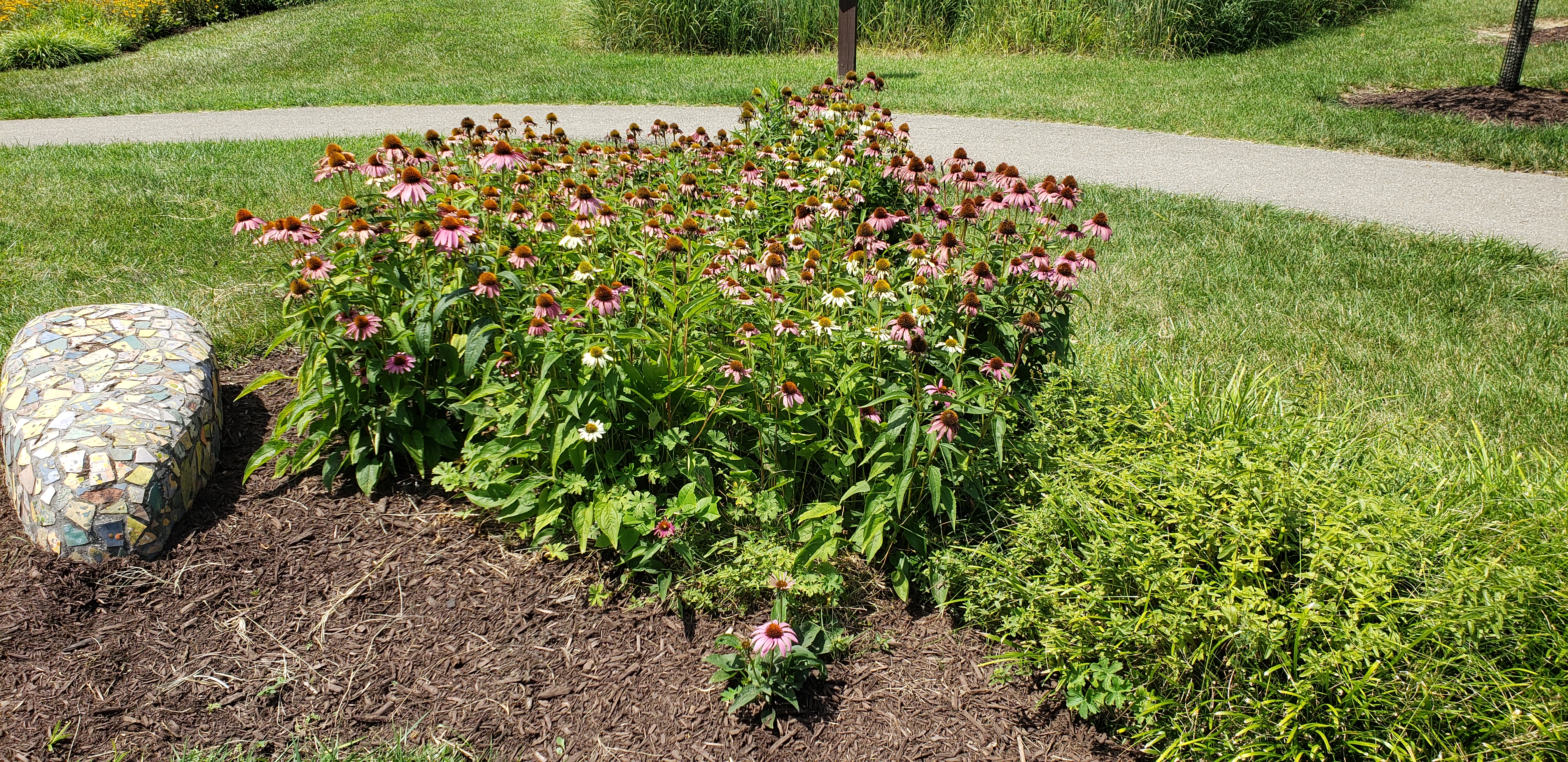 Echinacea purpurea plantplacesimage20200809_122202.jpg