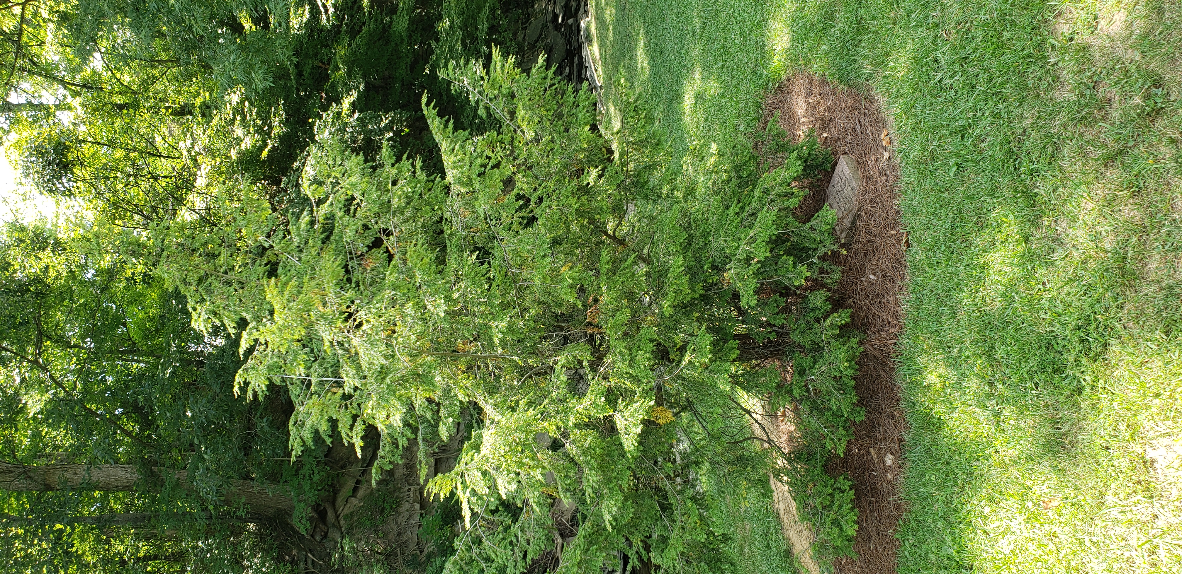 Tsuga canadensis plantplacesimage20200809_122400.jpg