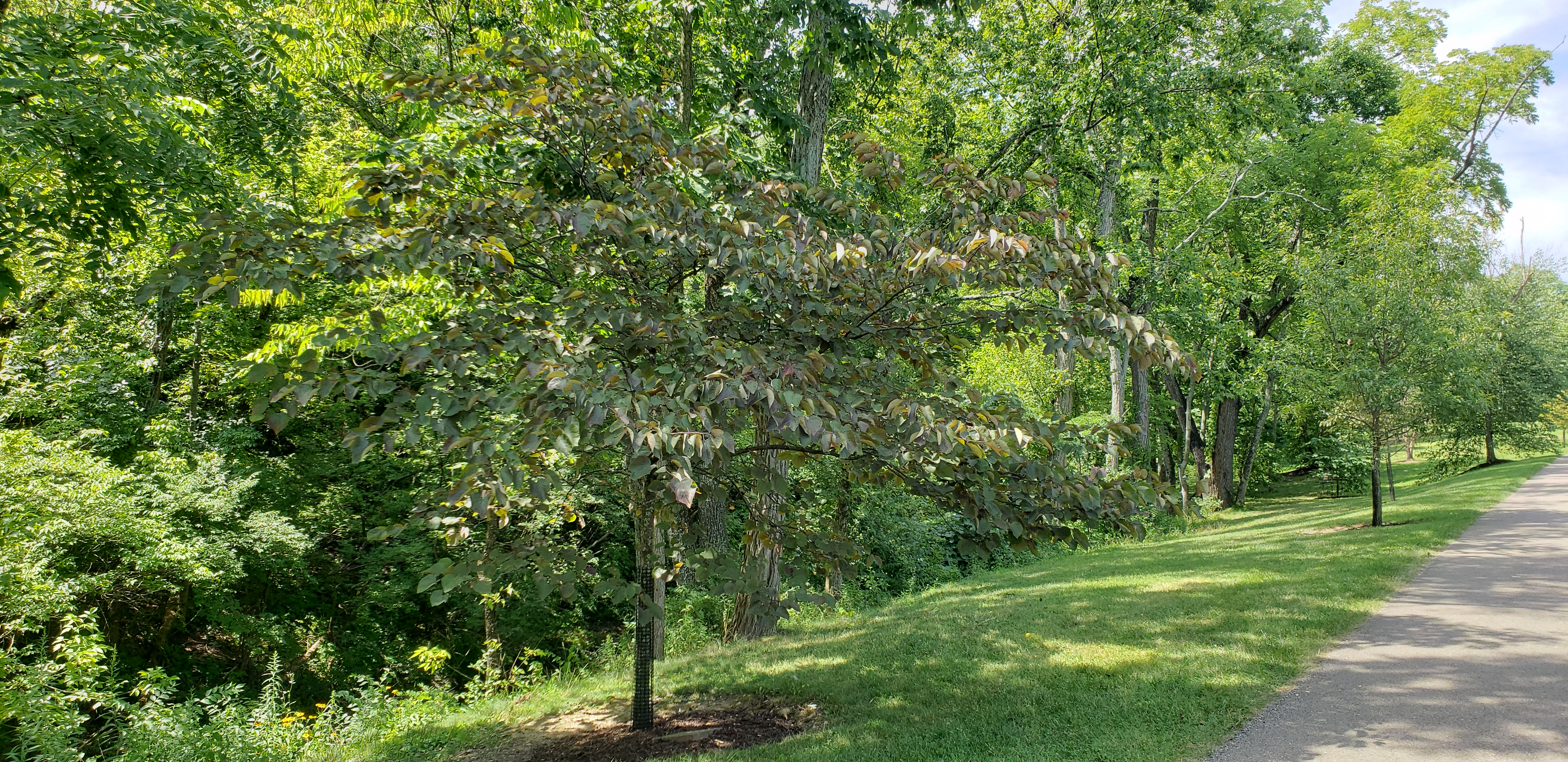 Cercis canadensis plantplacesimage20200809_122641.jpg