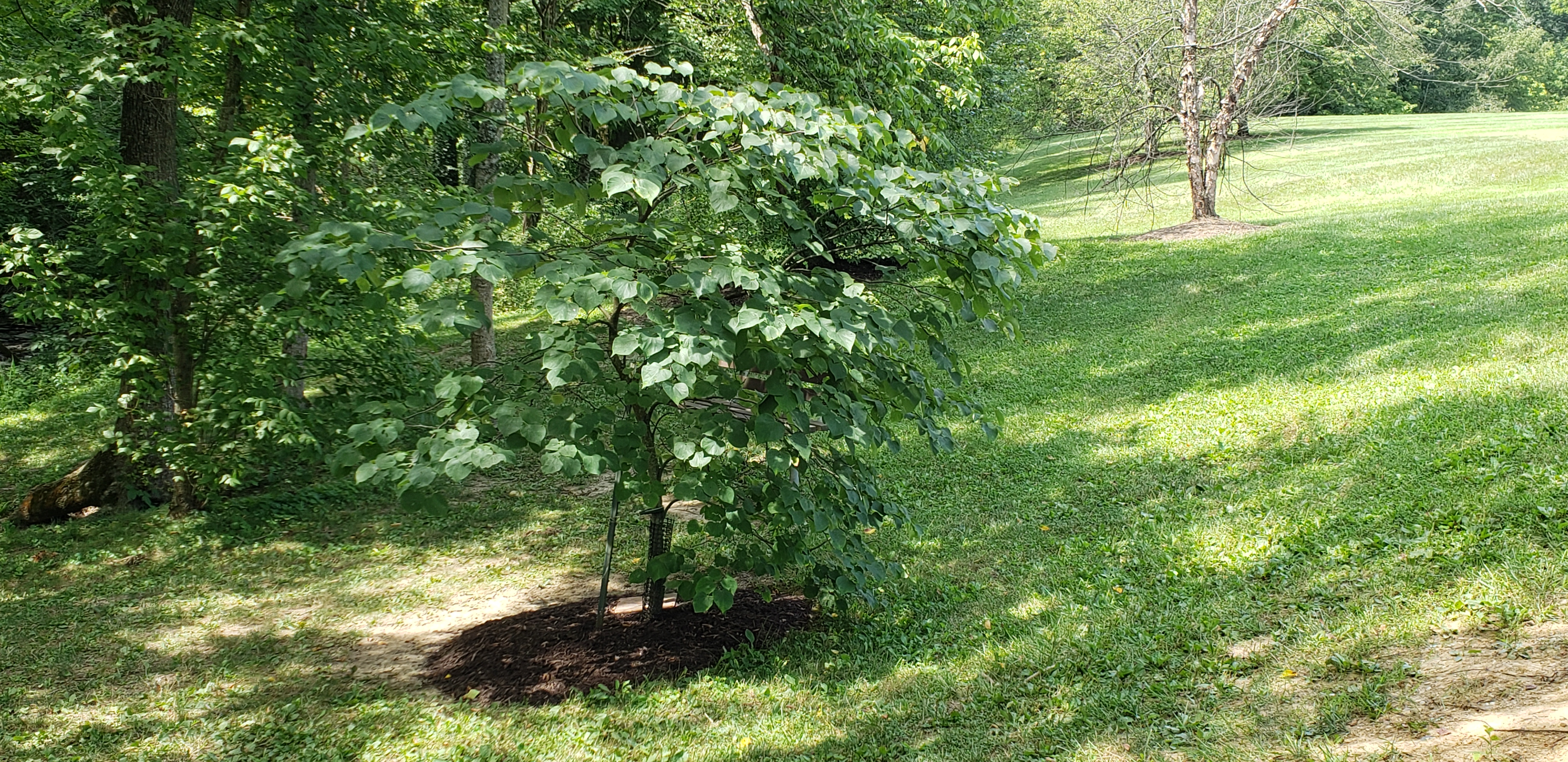 Cercis canadensis plantplacesimage20200809_122859.jpg