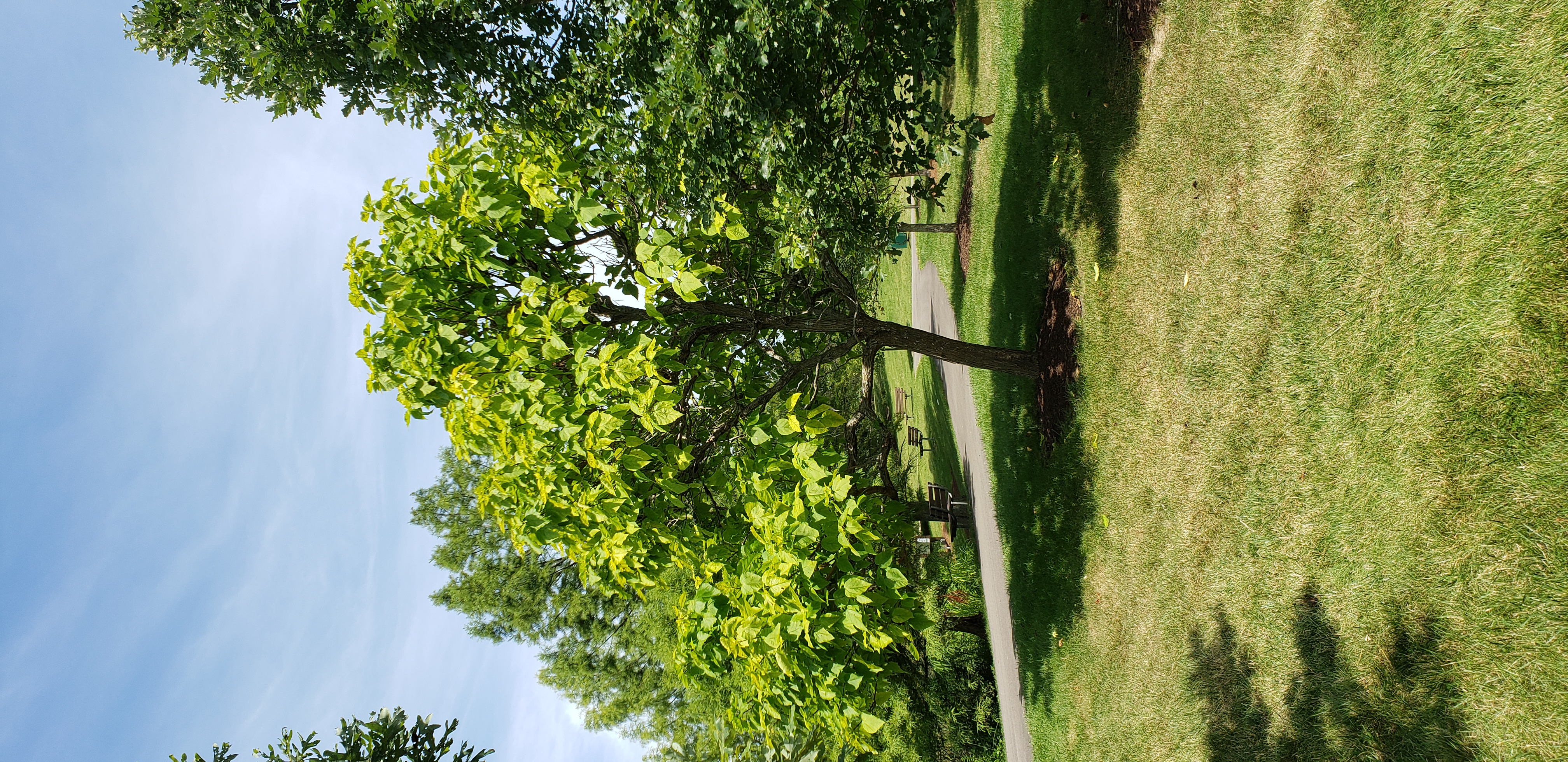 Catalpa speciosa plantplacesimage20200809_123856.jpg