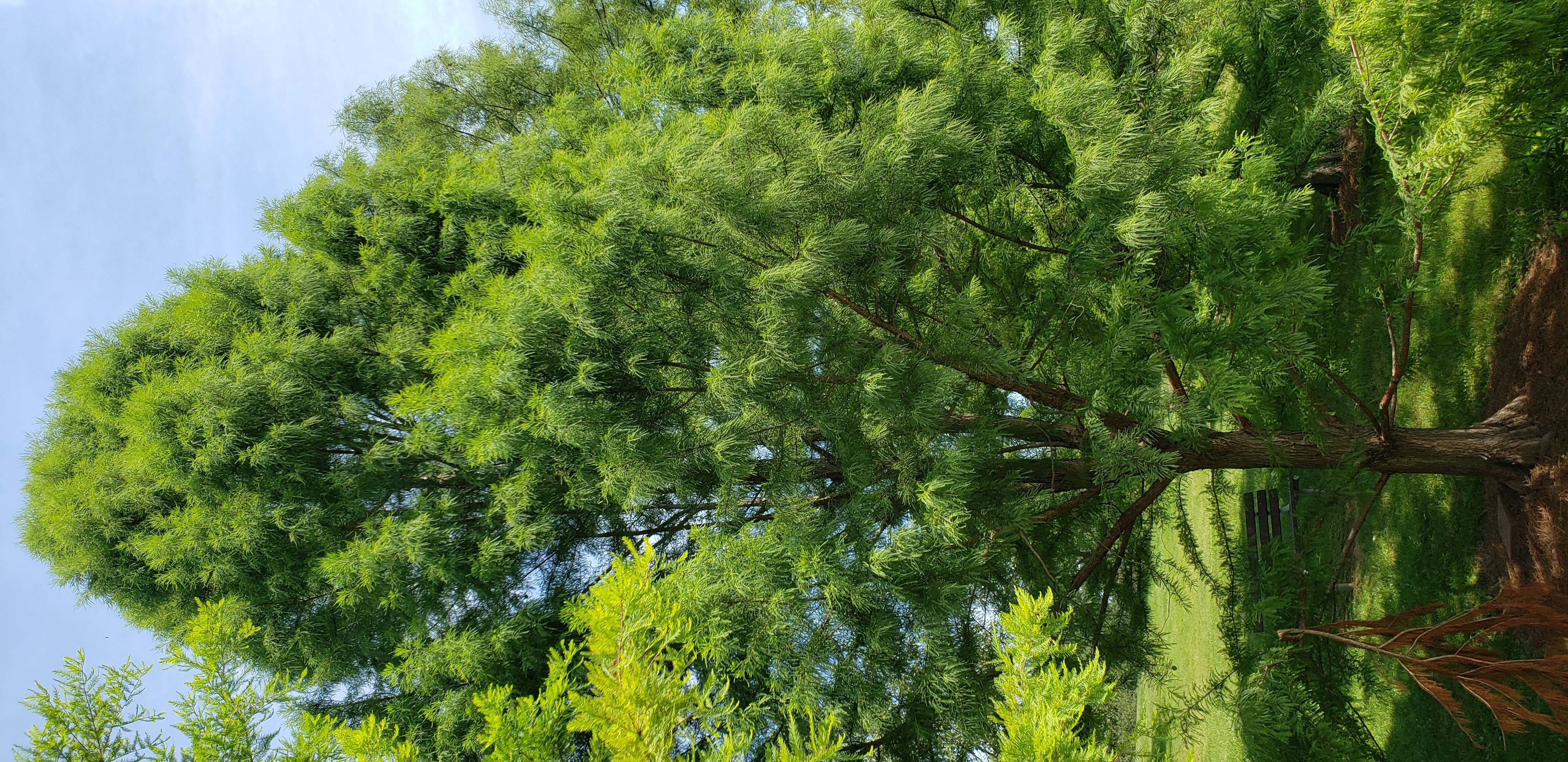 Taxodium distichum plantplacesimage20200809_124357.jpg