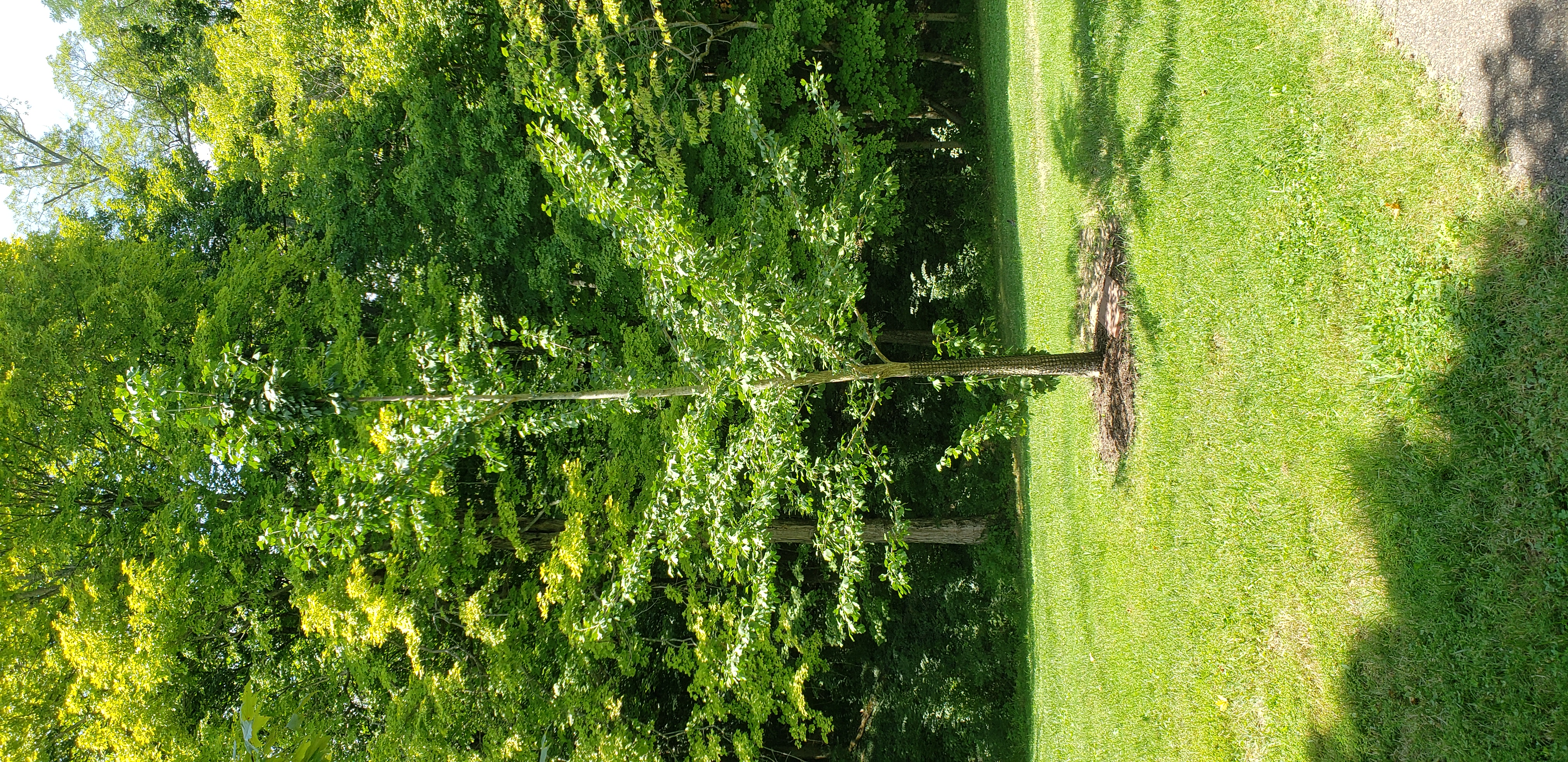 Ginkgo biloba plantplacesimage20200809_125138.jpg