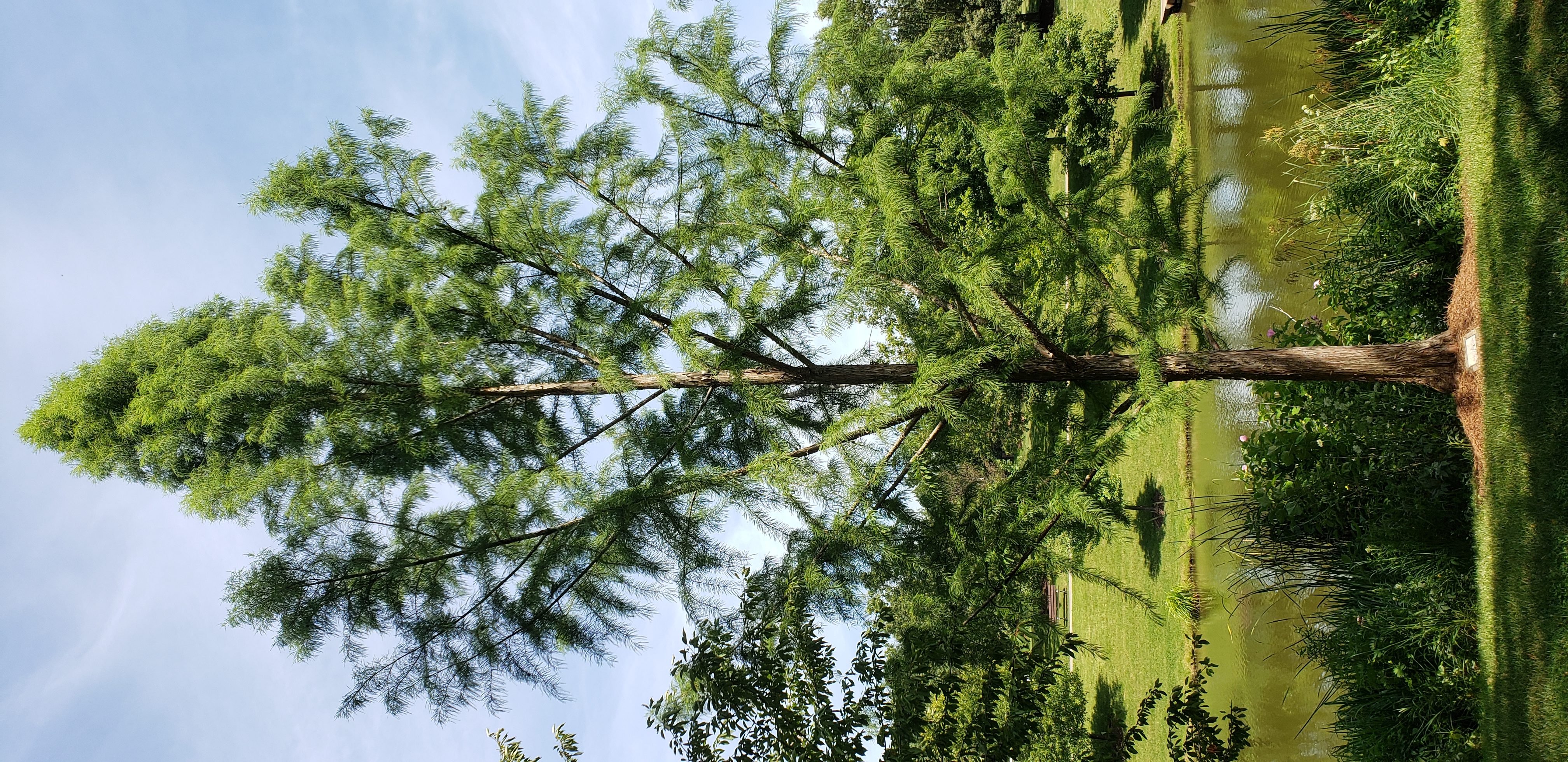 Taxodium distichum plantplacesimage20200809_125622.jpg