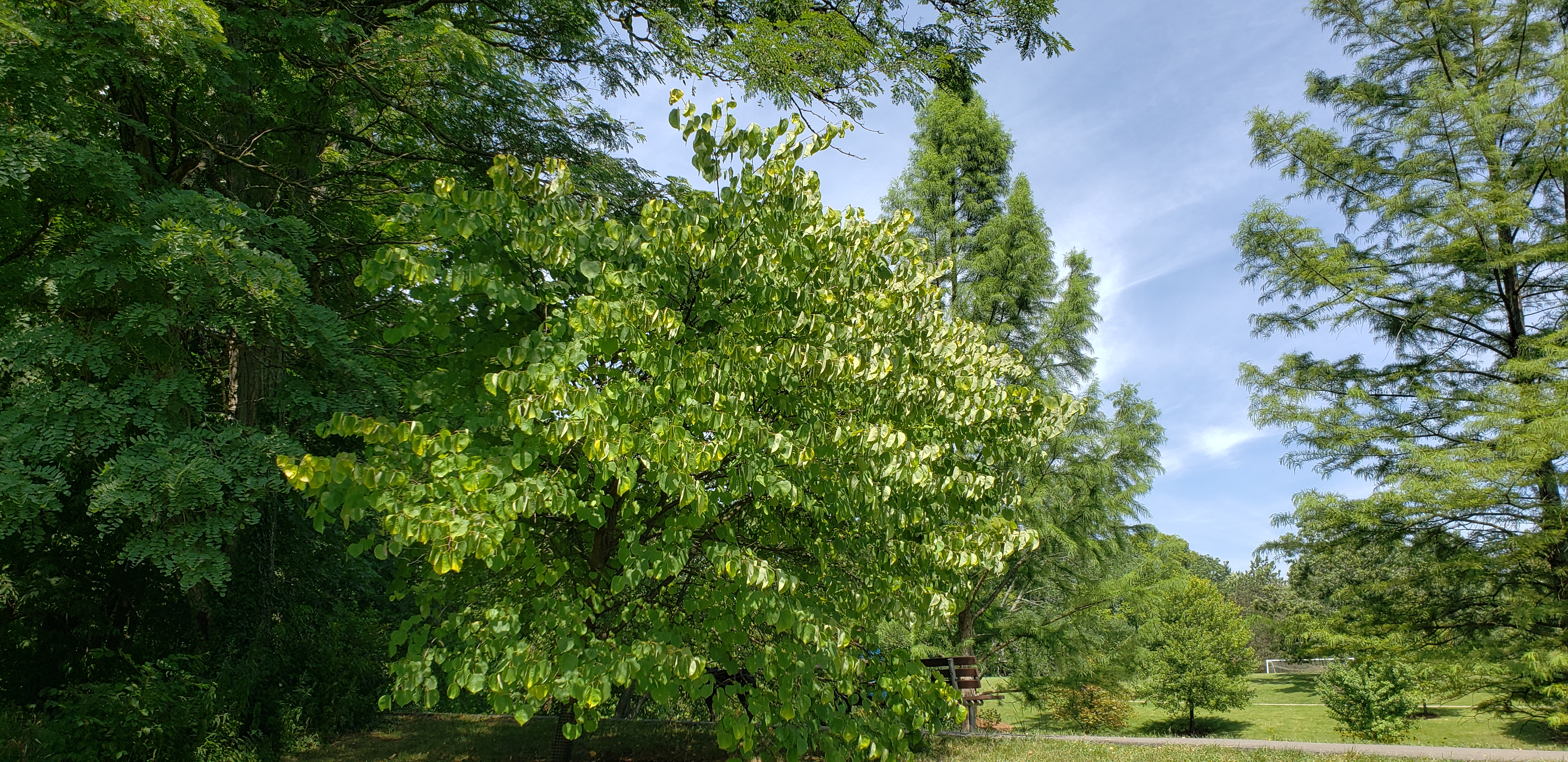 Cercis canadensis plantplacesimage20200809_125801.jpg