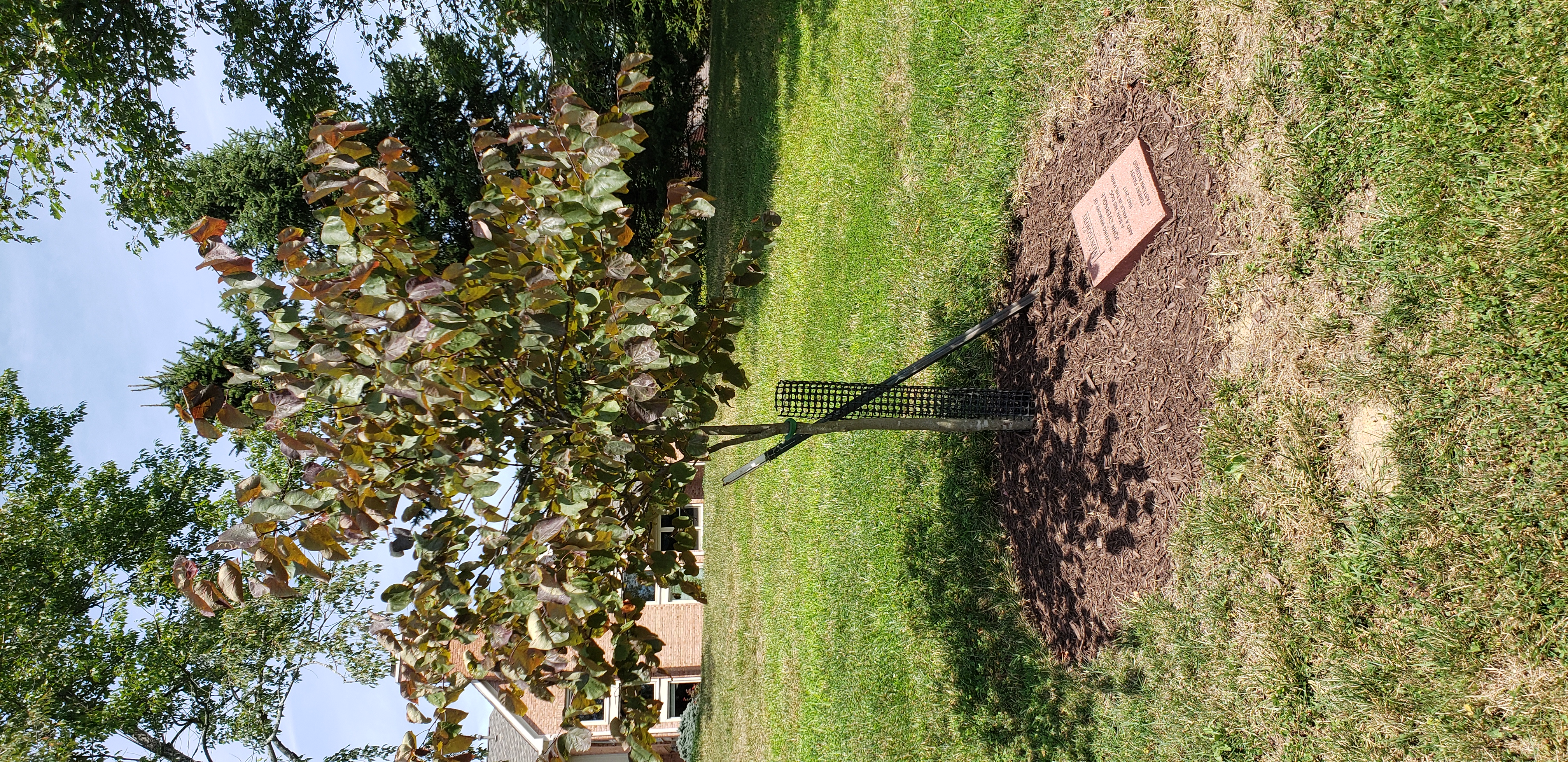 Cercis canadensis plantplacesimage20200809_130623.jpg