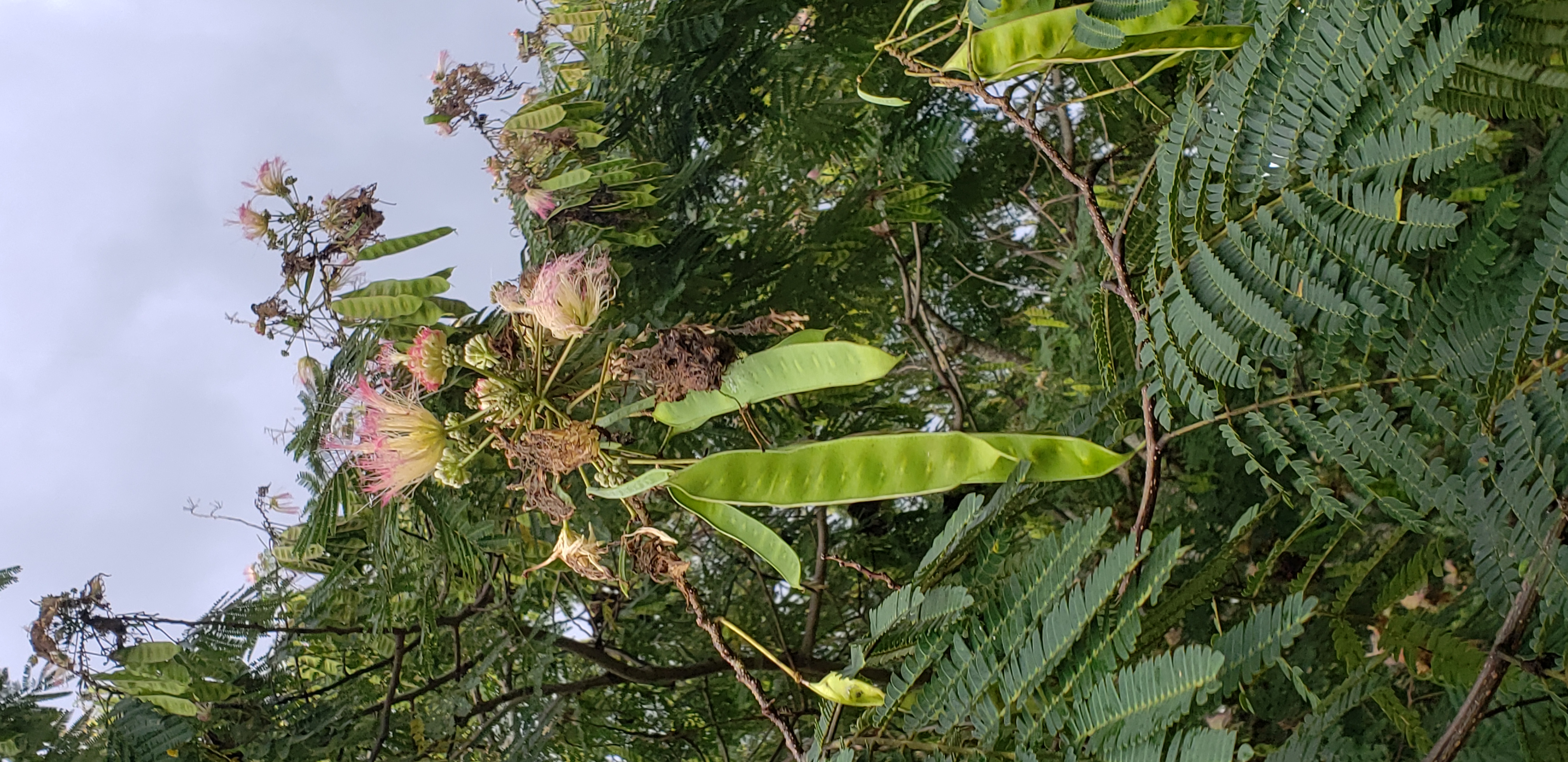 Albizia julibrissin plantplacesimage20200815_143028.jpg