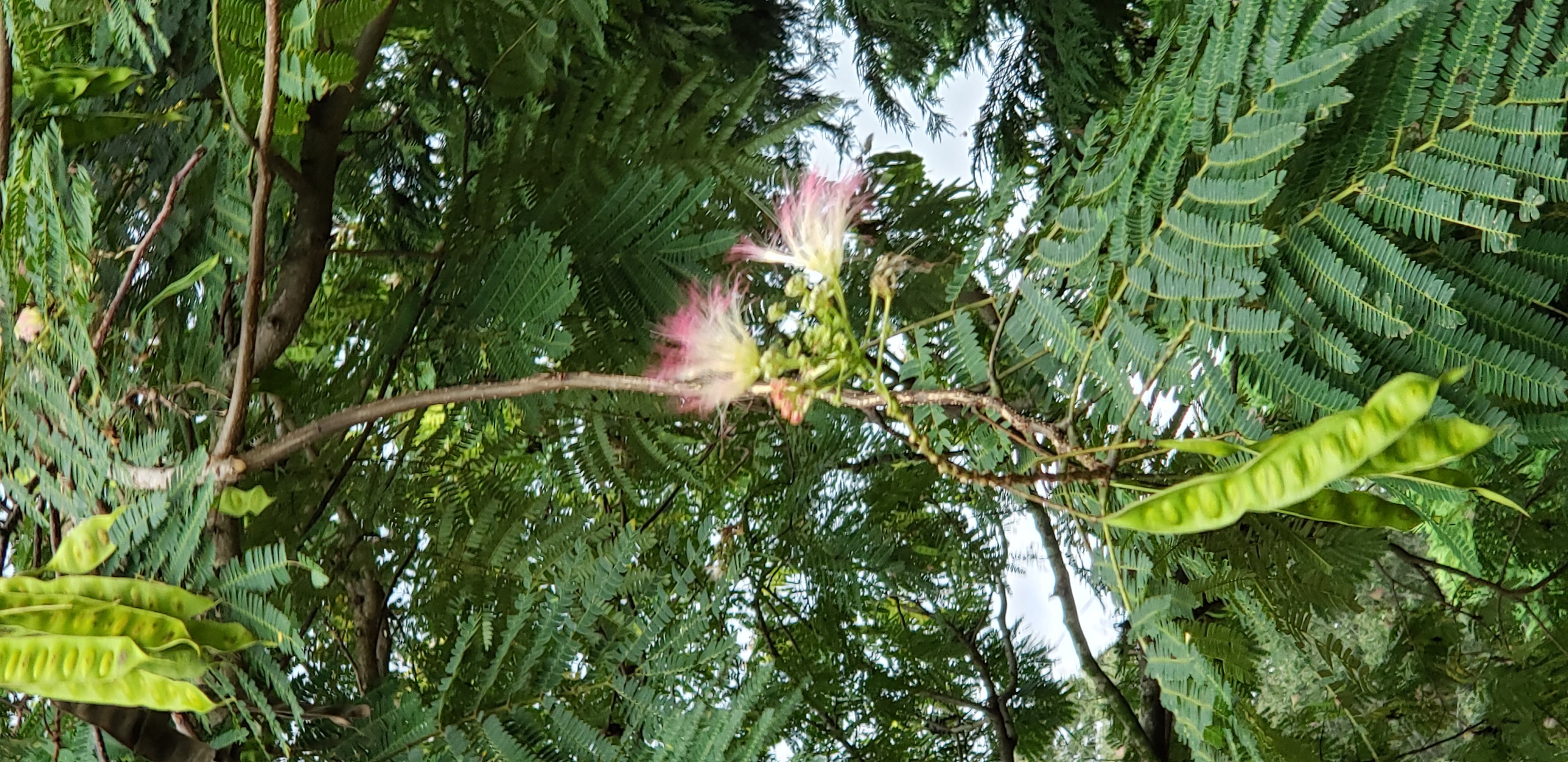 Albizia julibrissin plantplacesimage20200815_143039.jpg