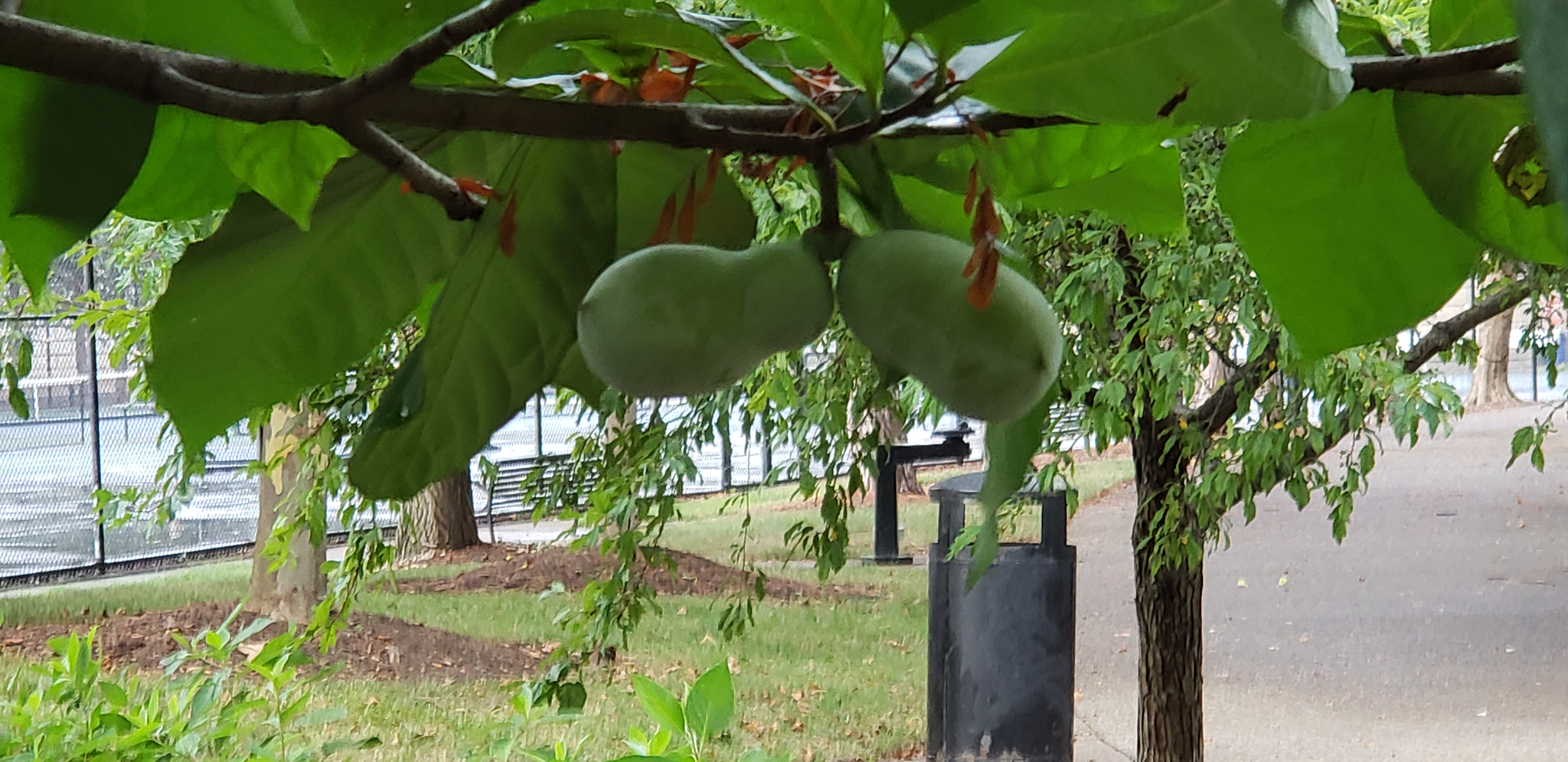 Asimina triloba plantplacesimage20210827_164826.jpg