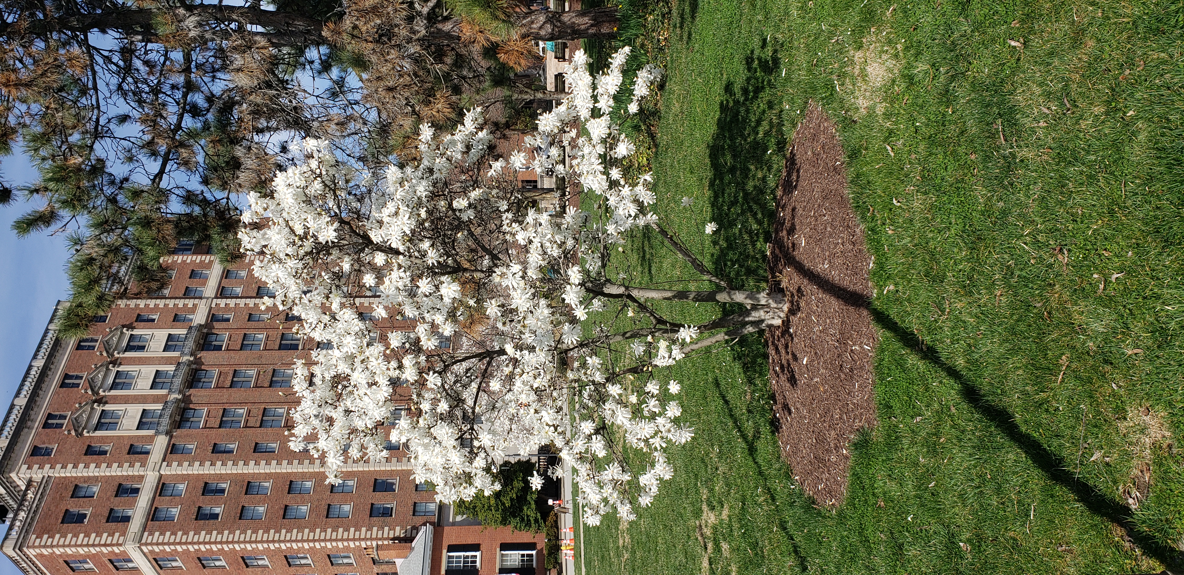 Magnolia stellata plantplacesimage20220321_143937.jpg