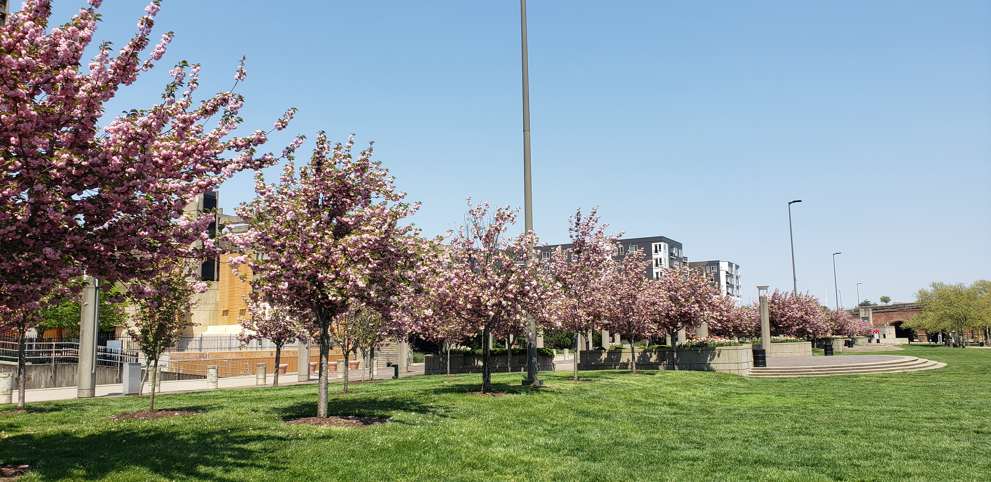 Prunus serrulata plantplacesimage20220427_141814.jpg