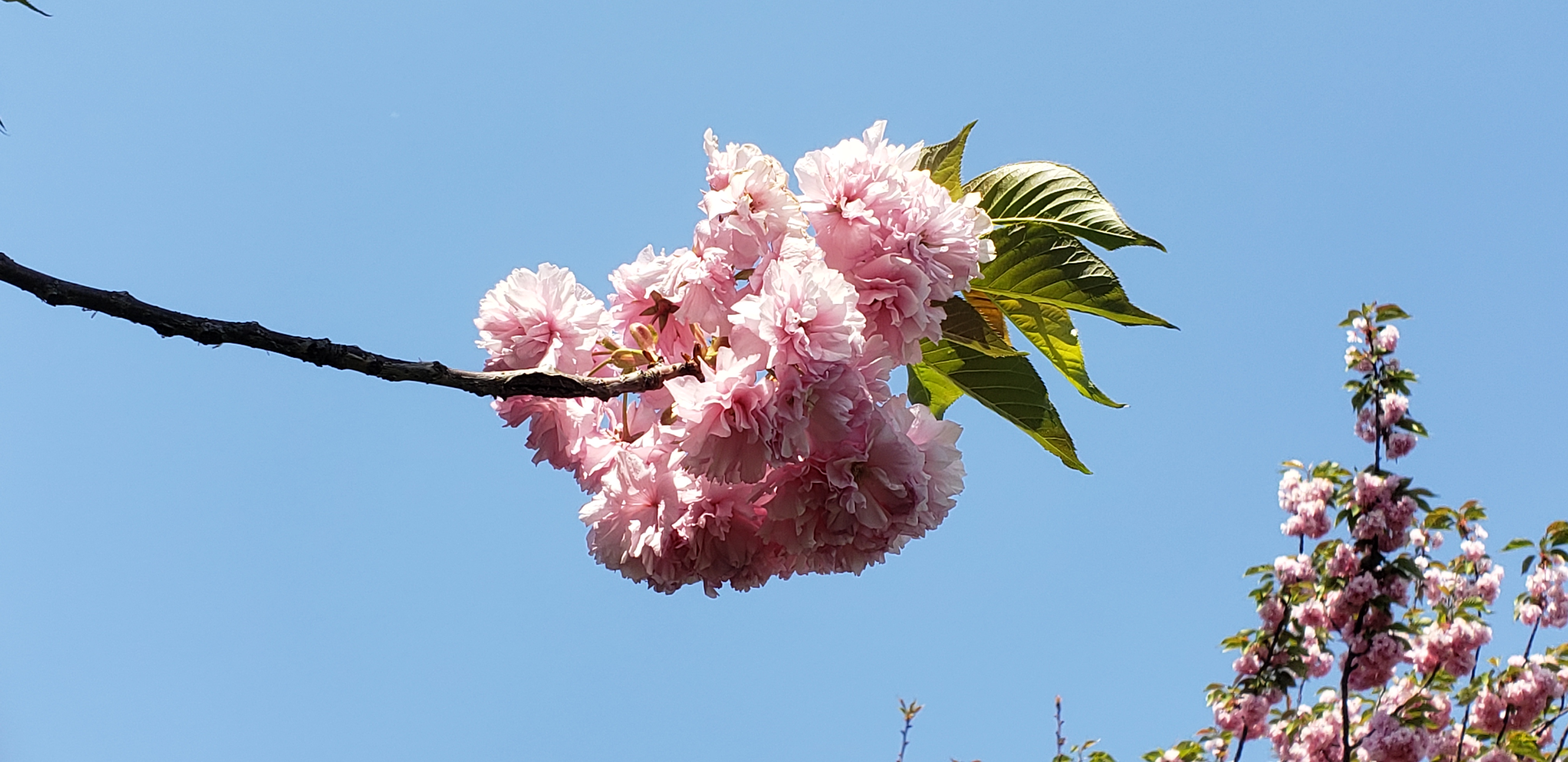 Prunus serrulata plantplacesimage20220427_141910.jpg