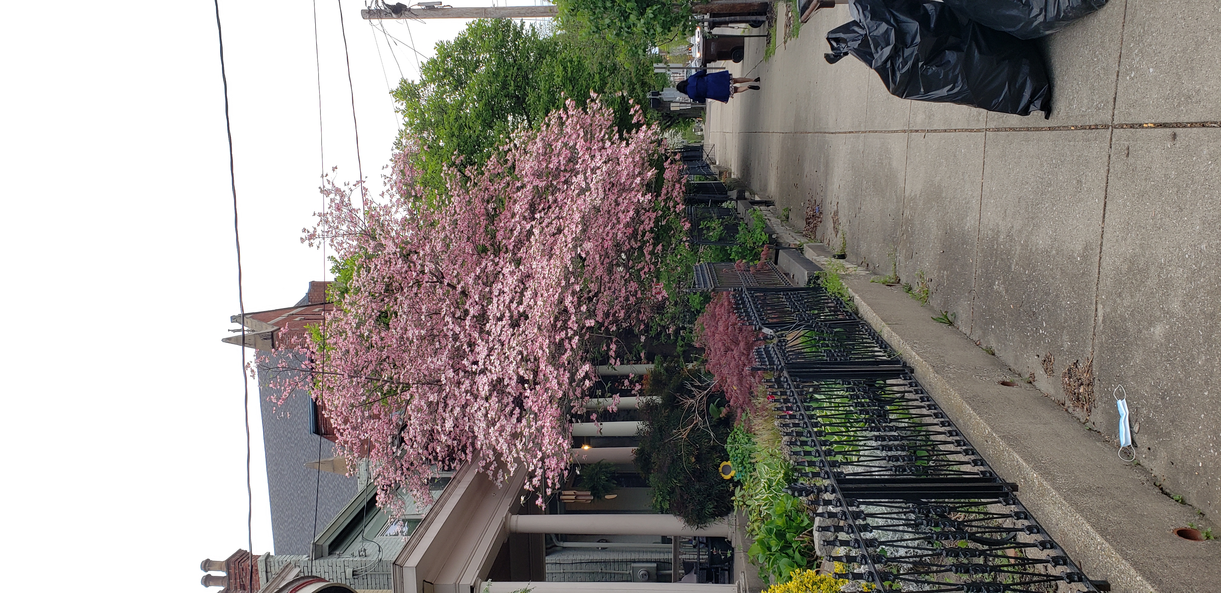 Cornus florida plantplacesimage20220428_193253.jpg