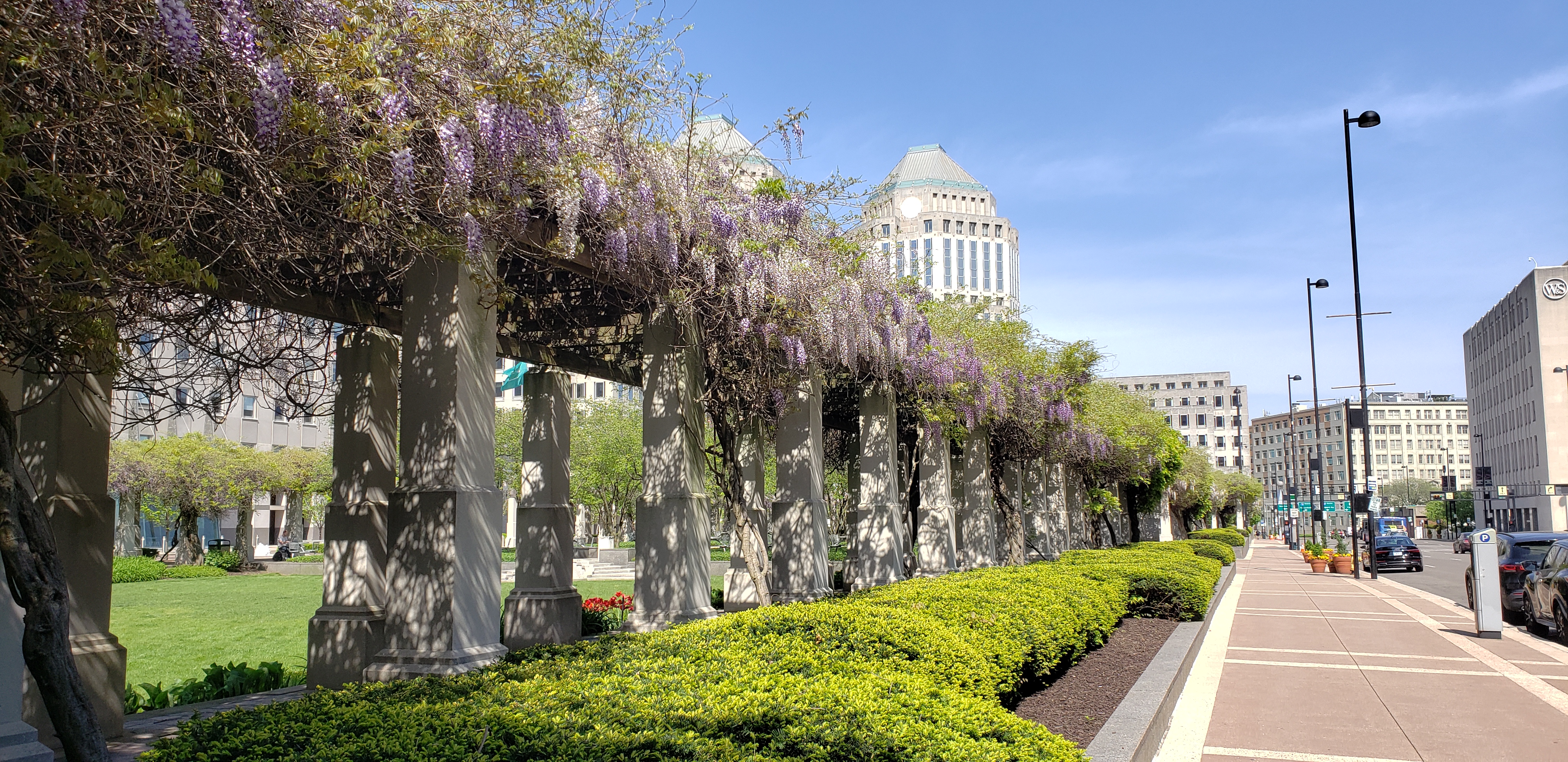 Wisteria floribunda plantplacesimage20220429_155127.jpg