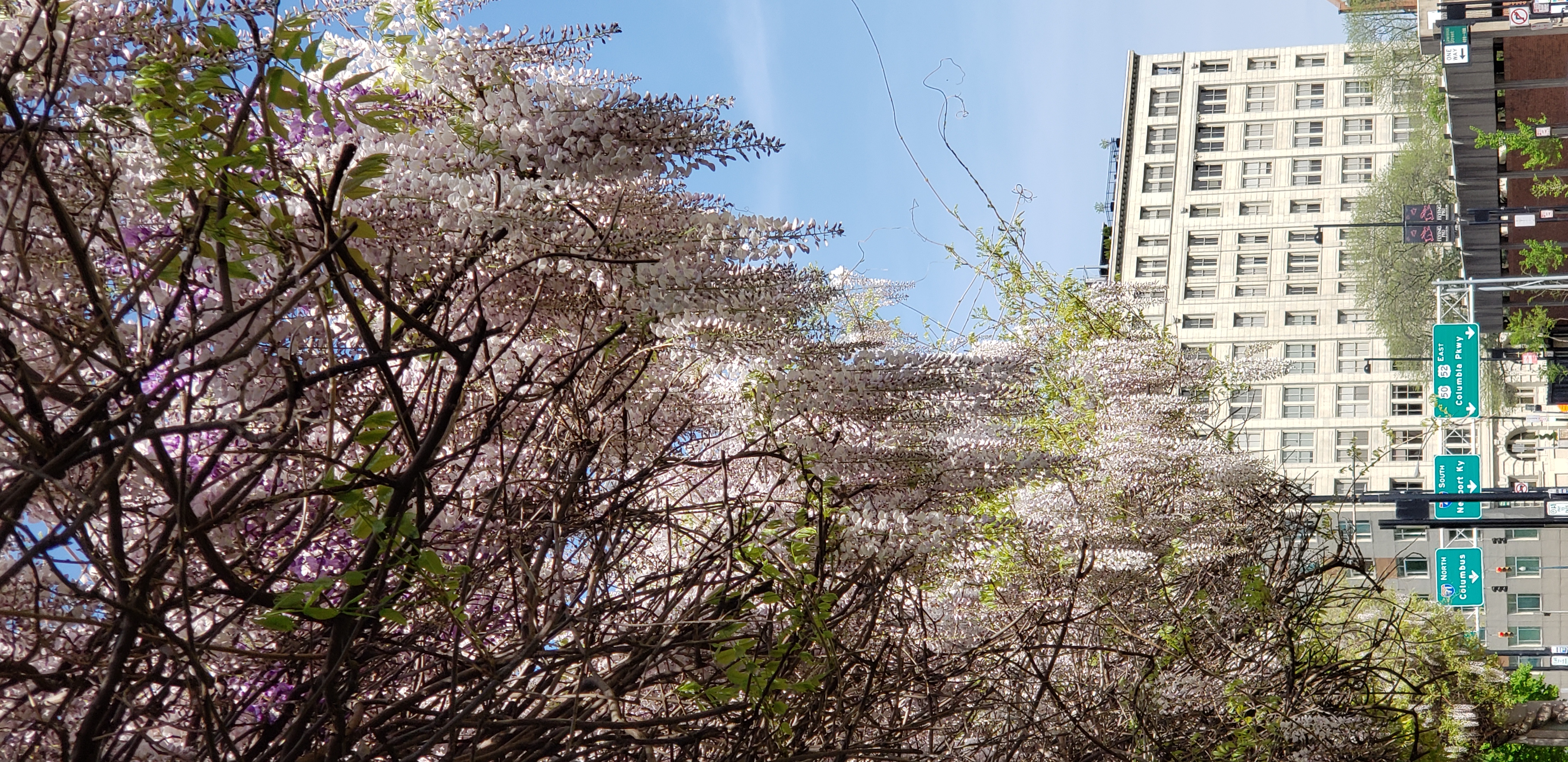 Wisteria floribunda plantplacesimage20220429_155422.jpg