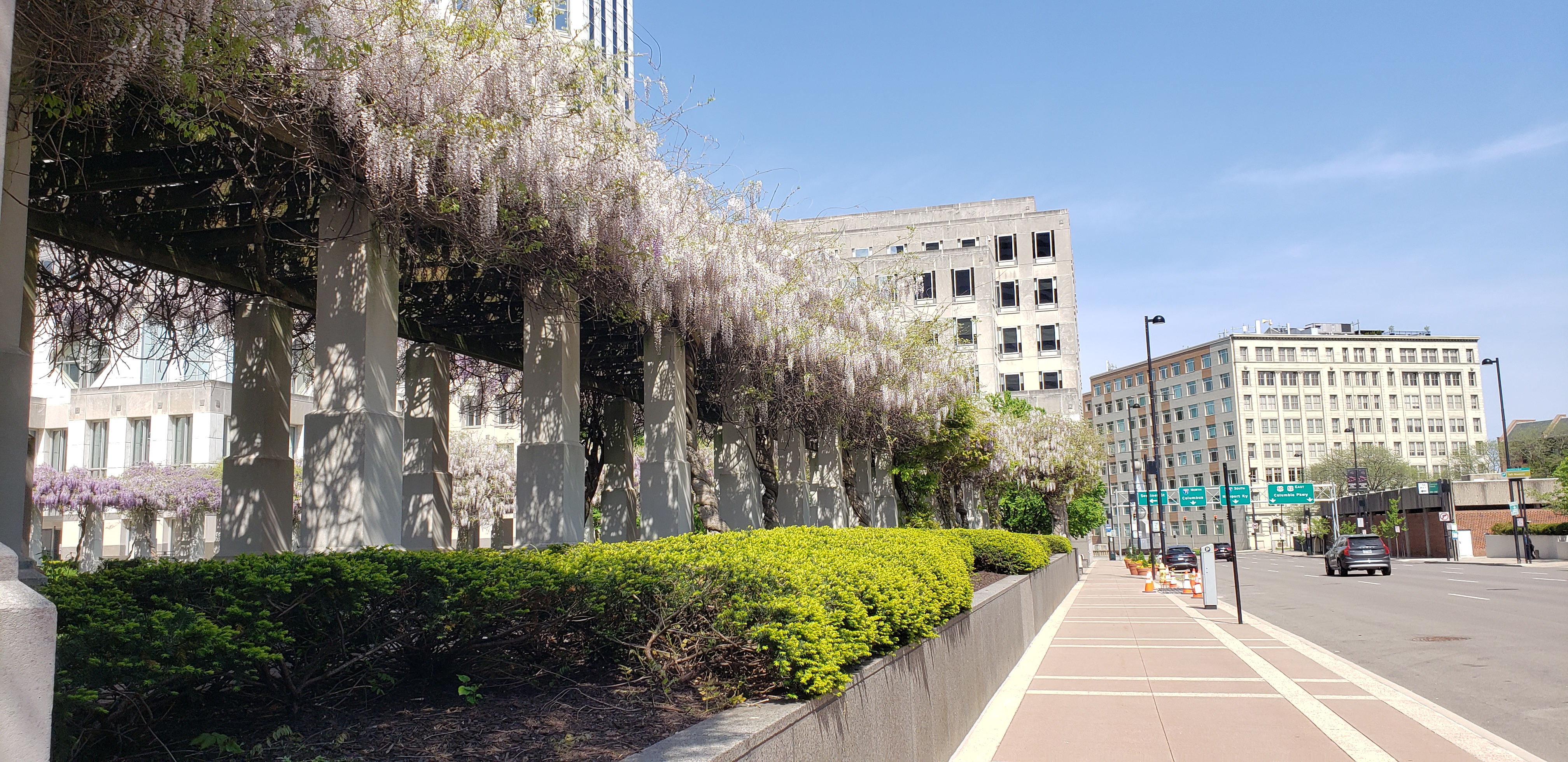 Wisteria floribunda plantplacesimage20220429_155447.jpg