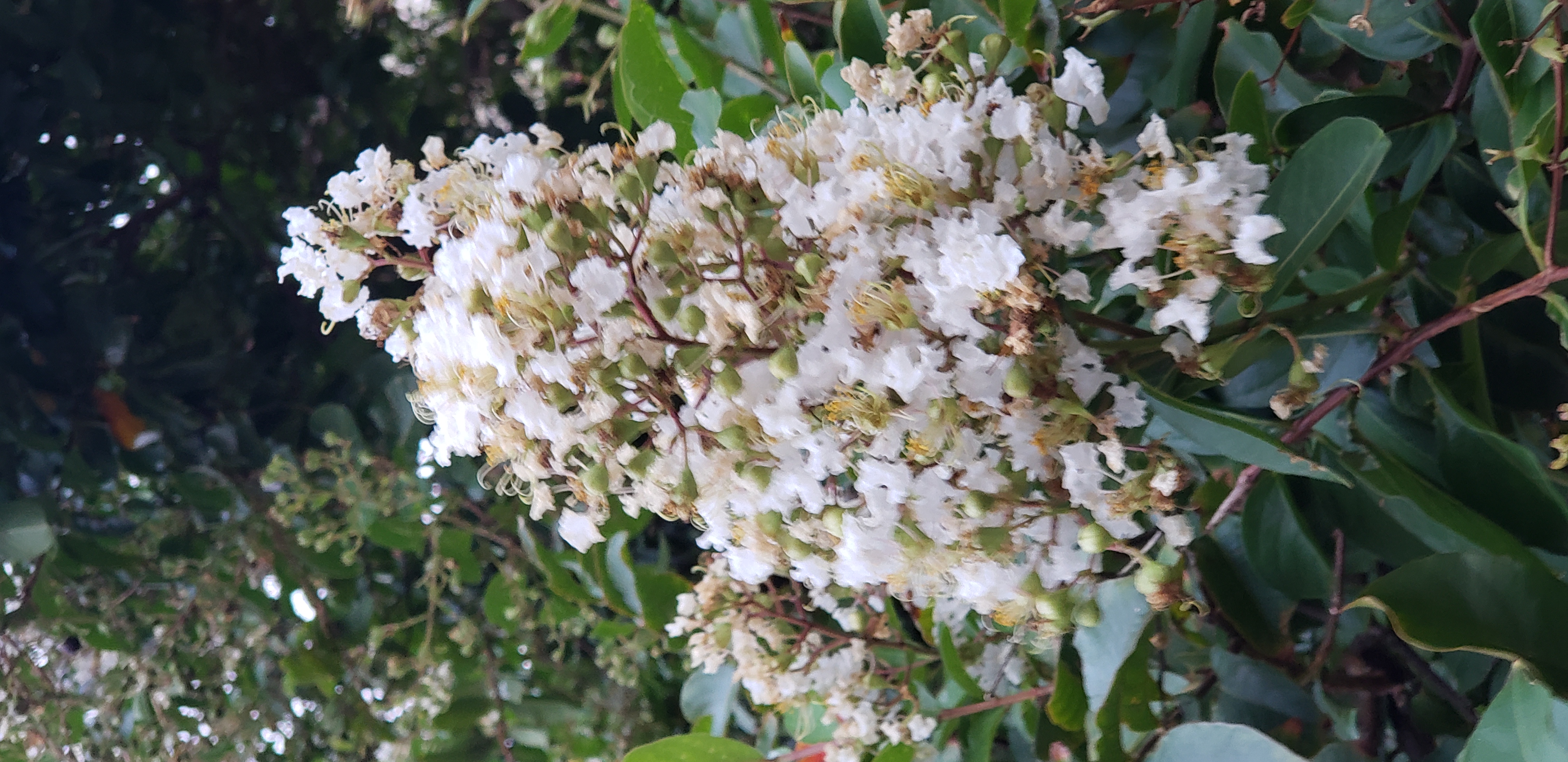 Lagerstroemia indica plantplacesimage20220815_194301.jpg