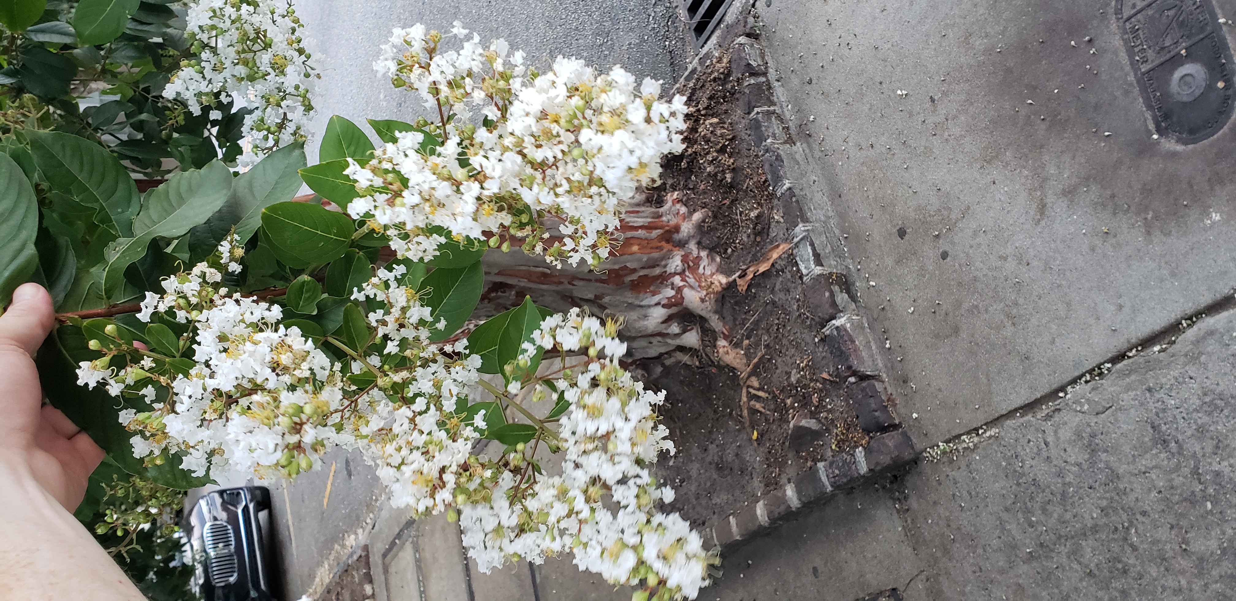 Lagerstroemia indica plantplacesimage20220815_194710.jpg