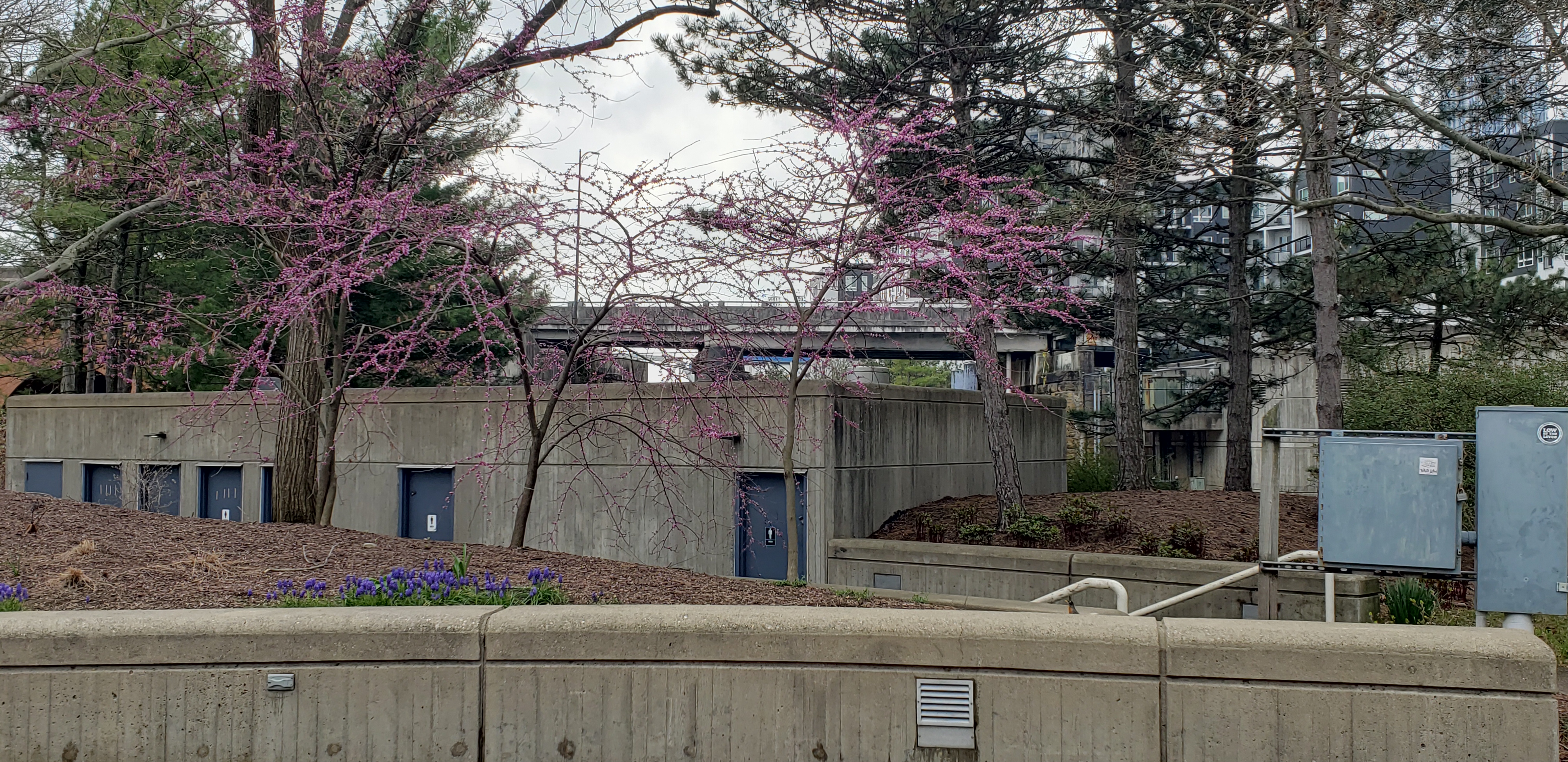 Cercis canadensis plantplacesimage20230404_155843.jpg