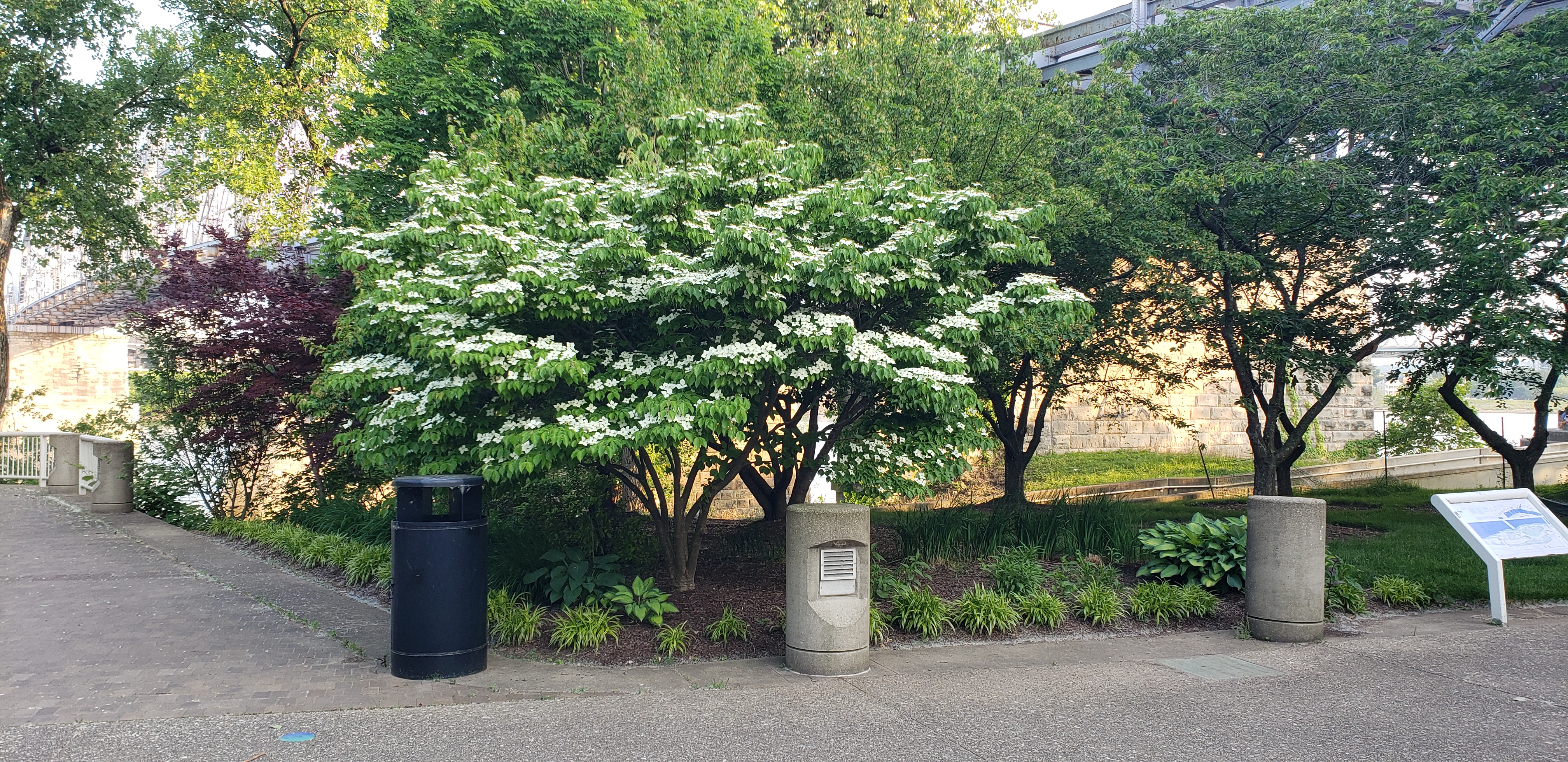 Cornus florida plantplacesimage20230523_192606.jpg