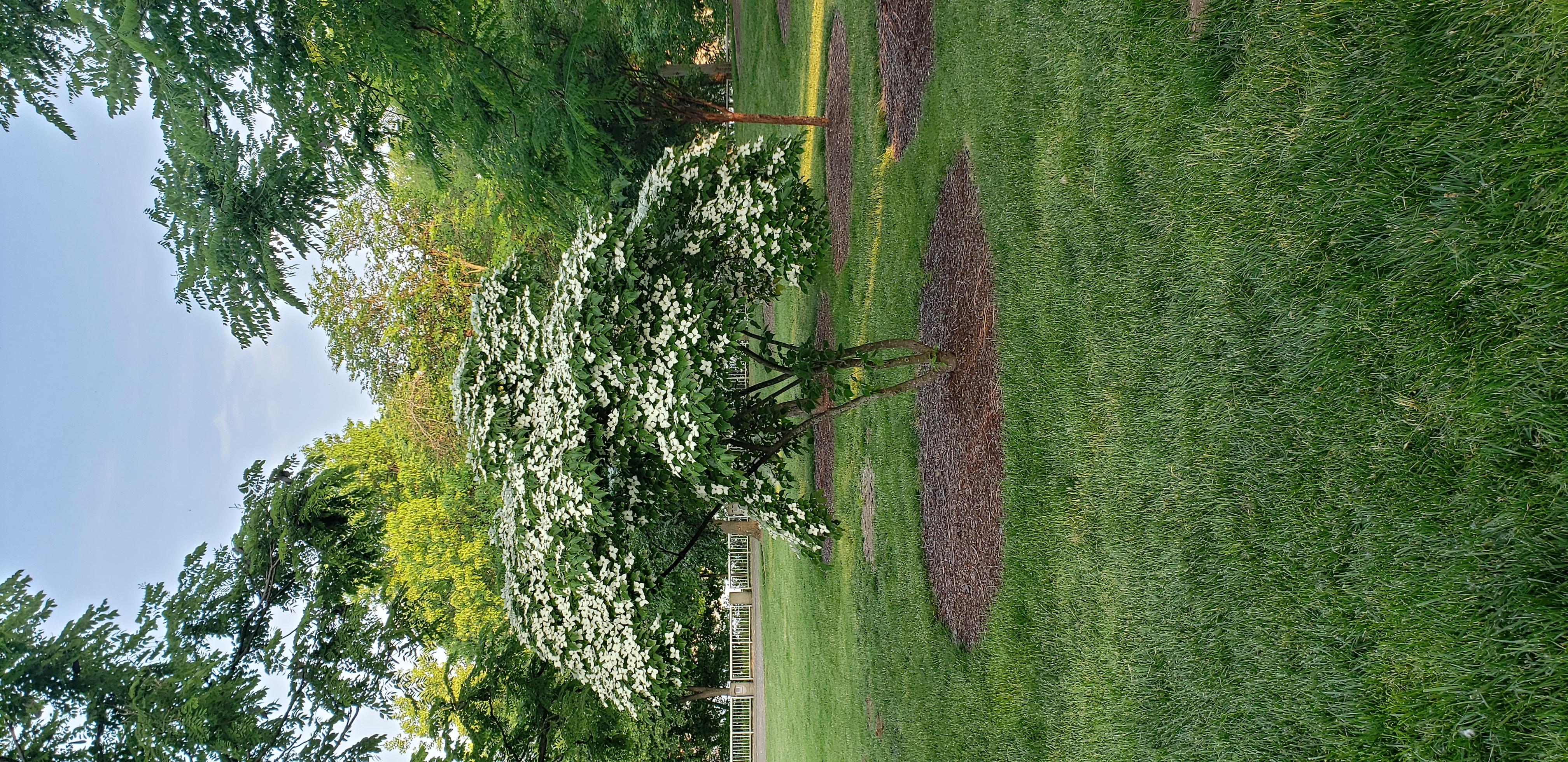 Cornus florida plantplacesimage20230523_194003.jpg