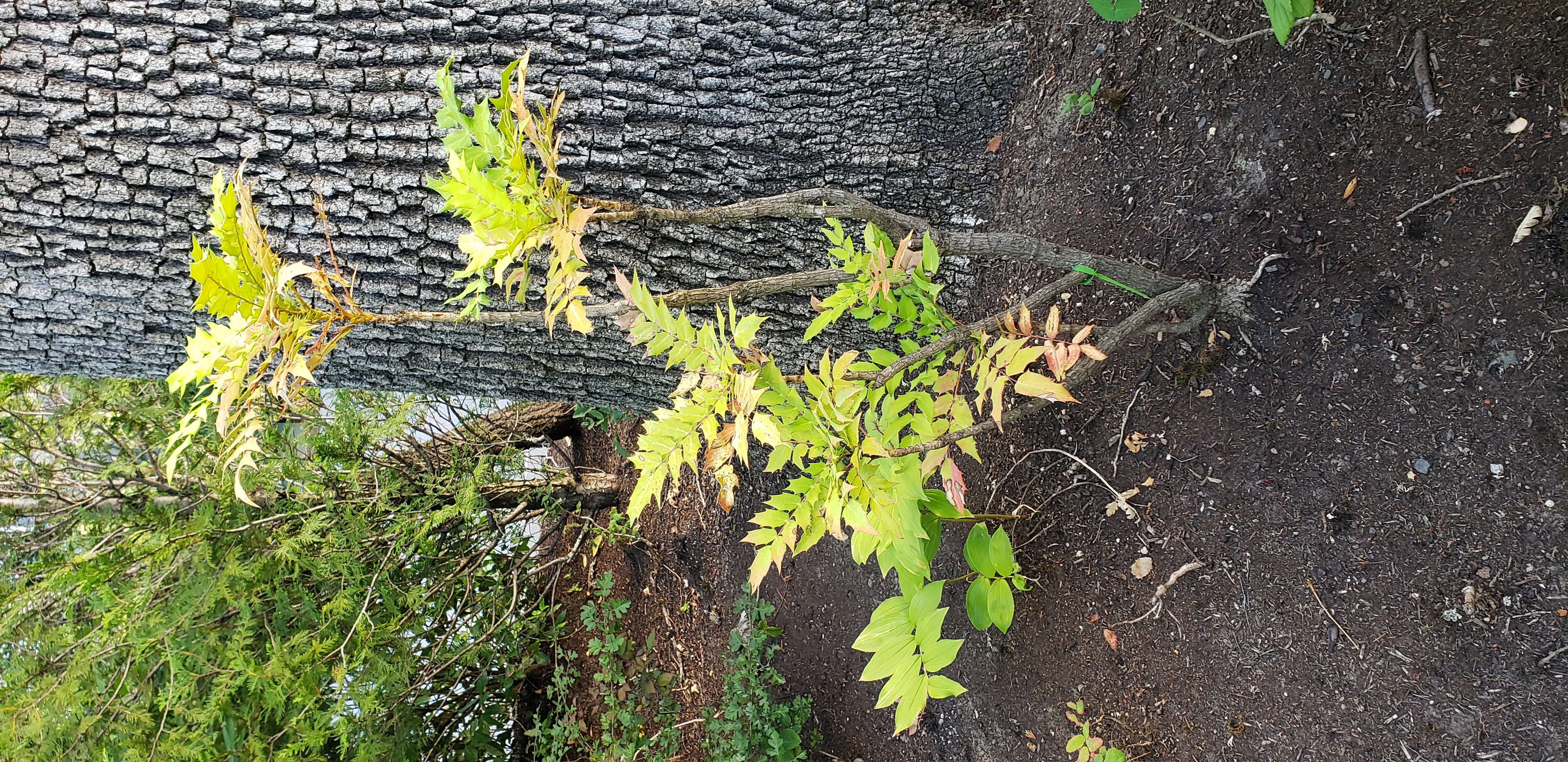 Mahonia media plantplacesimage20230713_183905.jpg