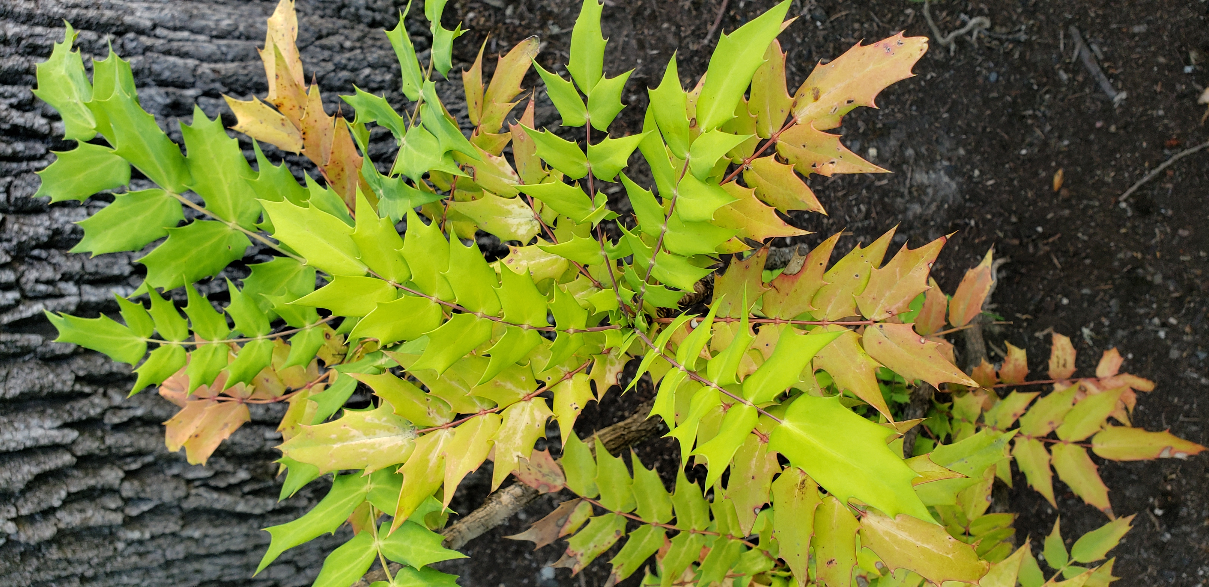 Mahonia media plantplacesimage20230713_183915.jpg