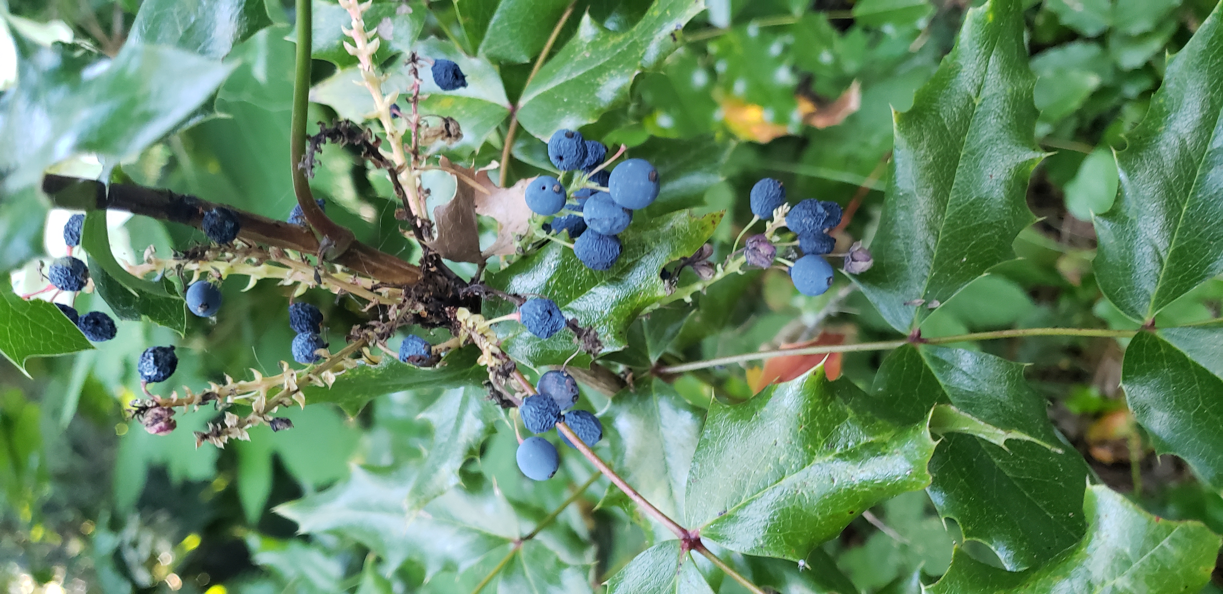 Mahonia aquifolium plantplacesimage20230713_184245.jpg