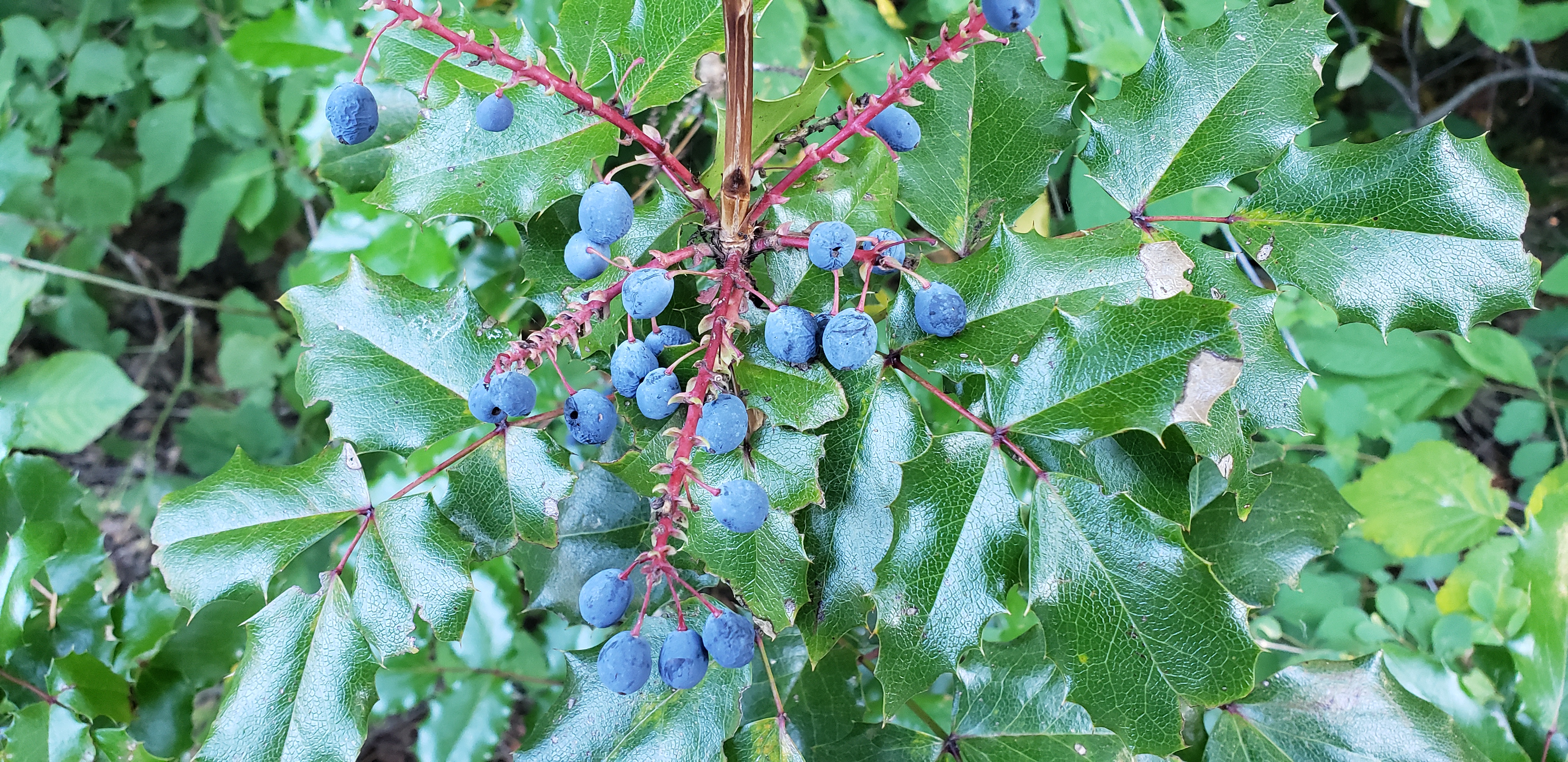 Mahonia aquifolium plantplacesimage20230713_184552.jpg