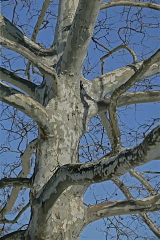 Picture of Platanus occidentalis  Sycamore