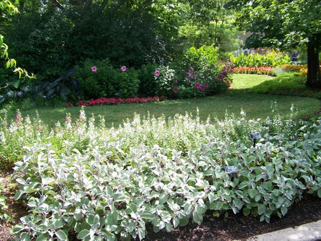 Picture of Plectranthus argentatus 'Silver Shield' Silver Shield